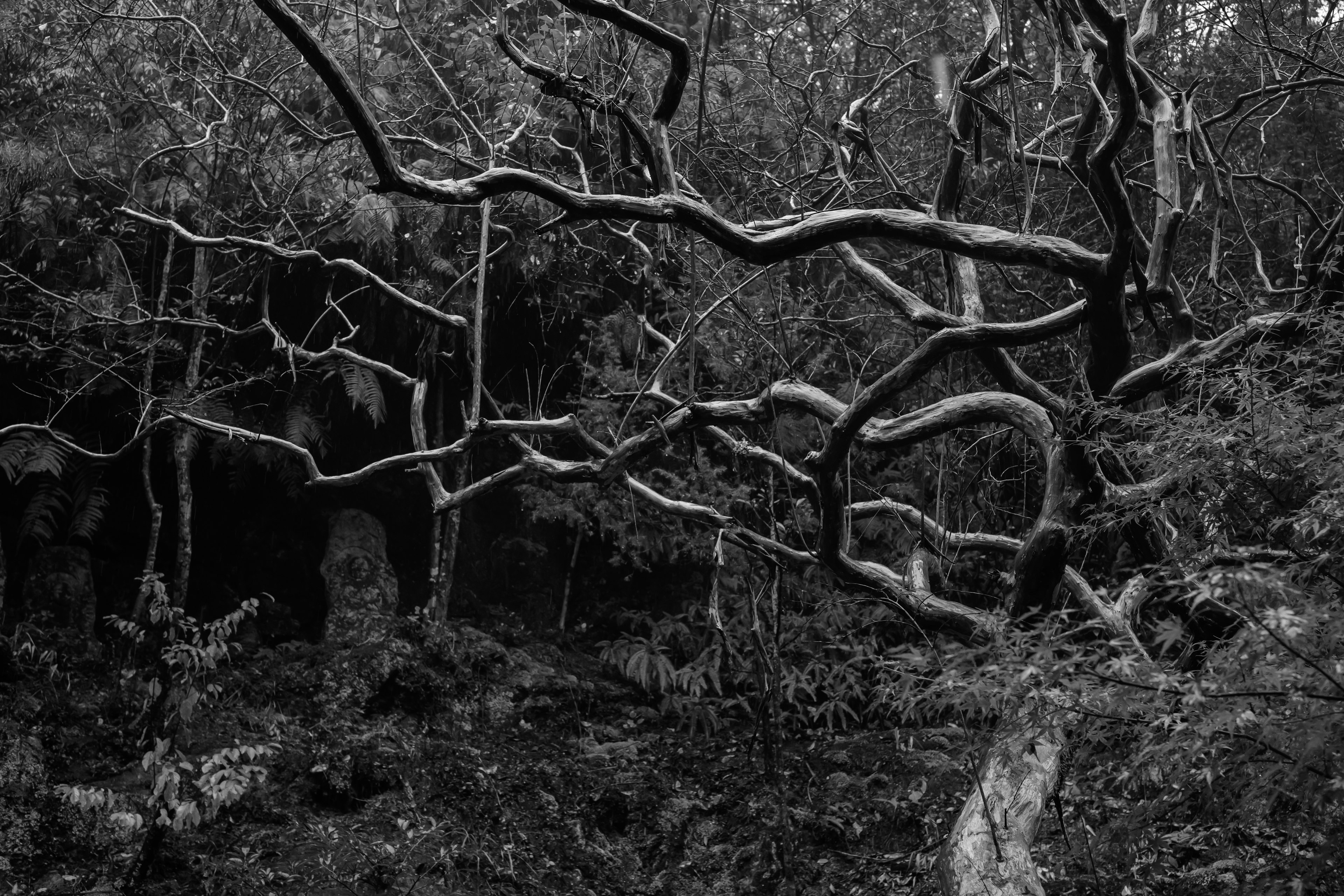 Escena forestal en blanco y negro con ramas de árboles entrelazadas