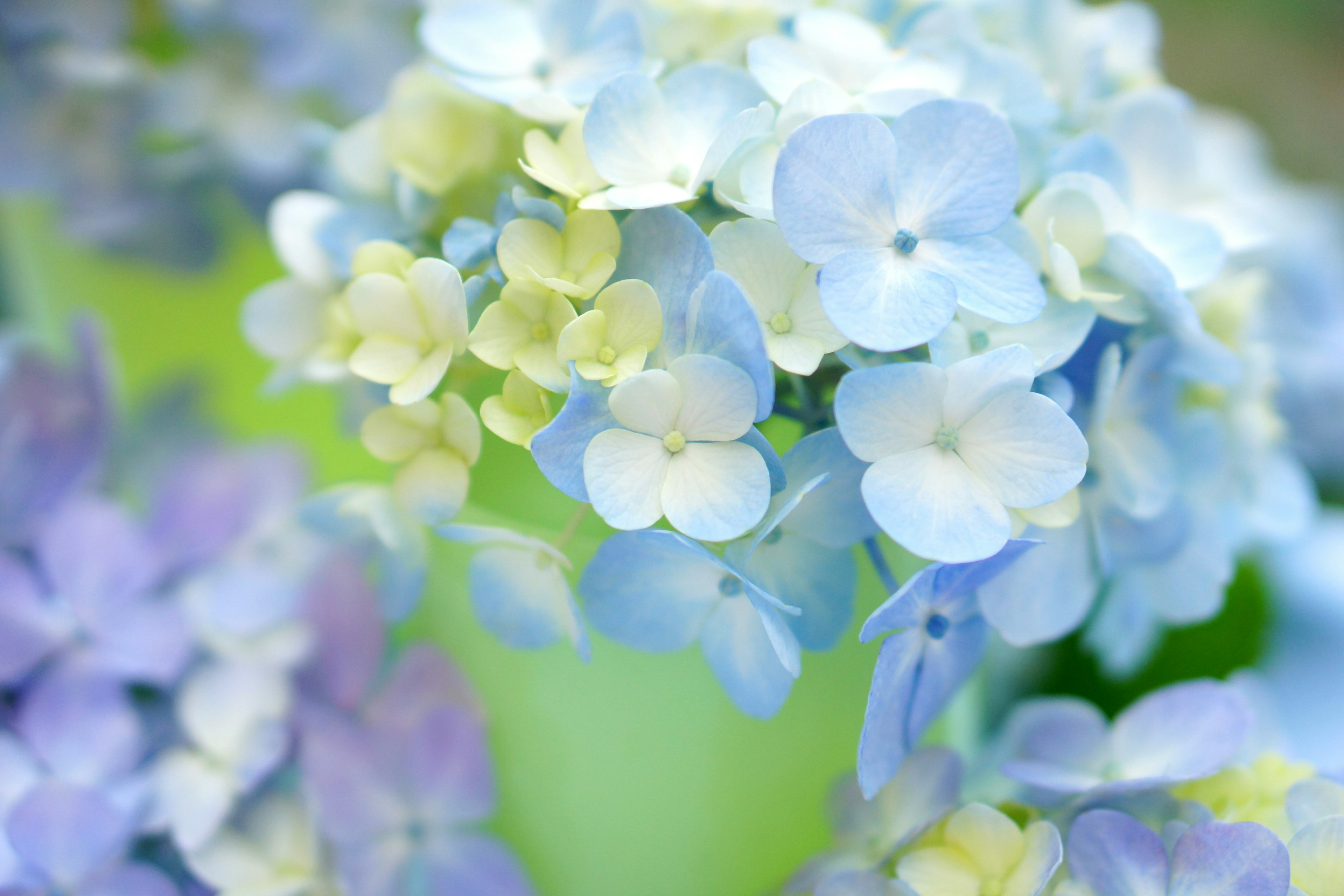 Primo piano di bellissimi fiori di ortensia con tonalità blu e bianche