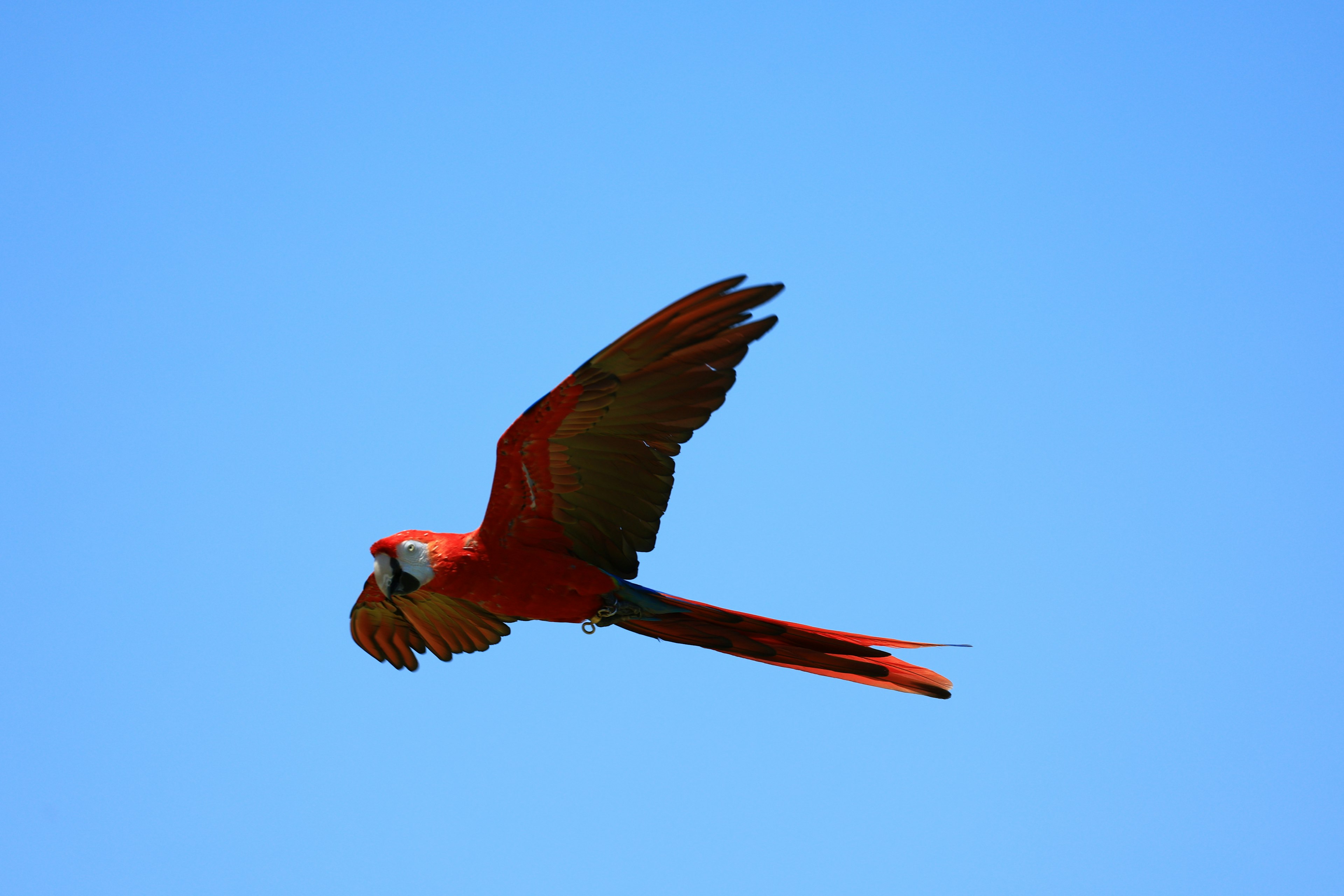 Un loro rojo volando en un cielo azul claro