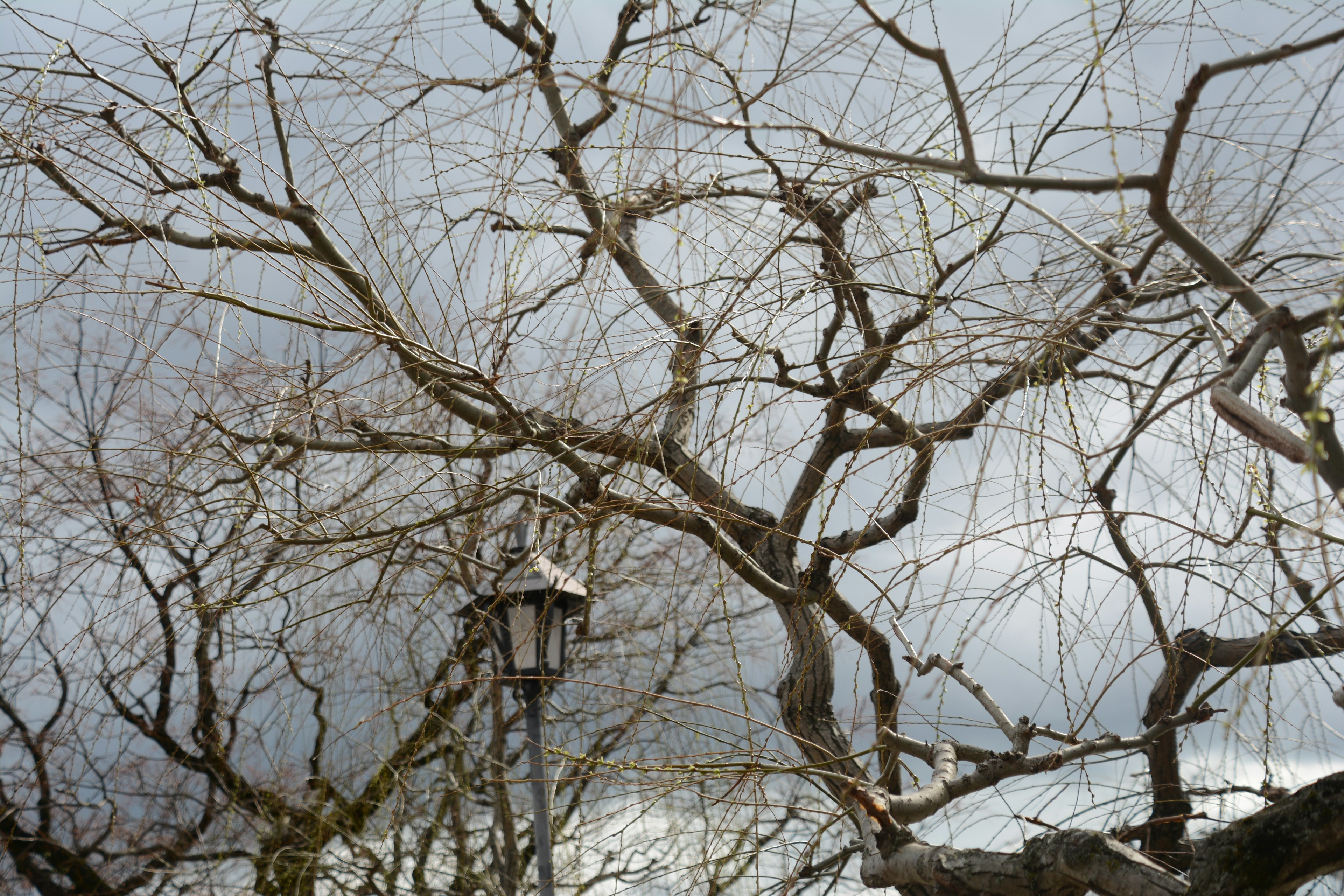 Bare tree branches against a cloudy sky