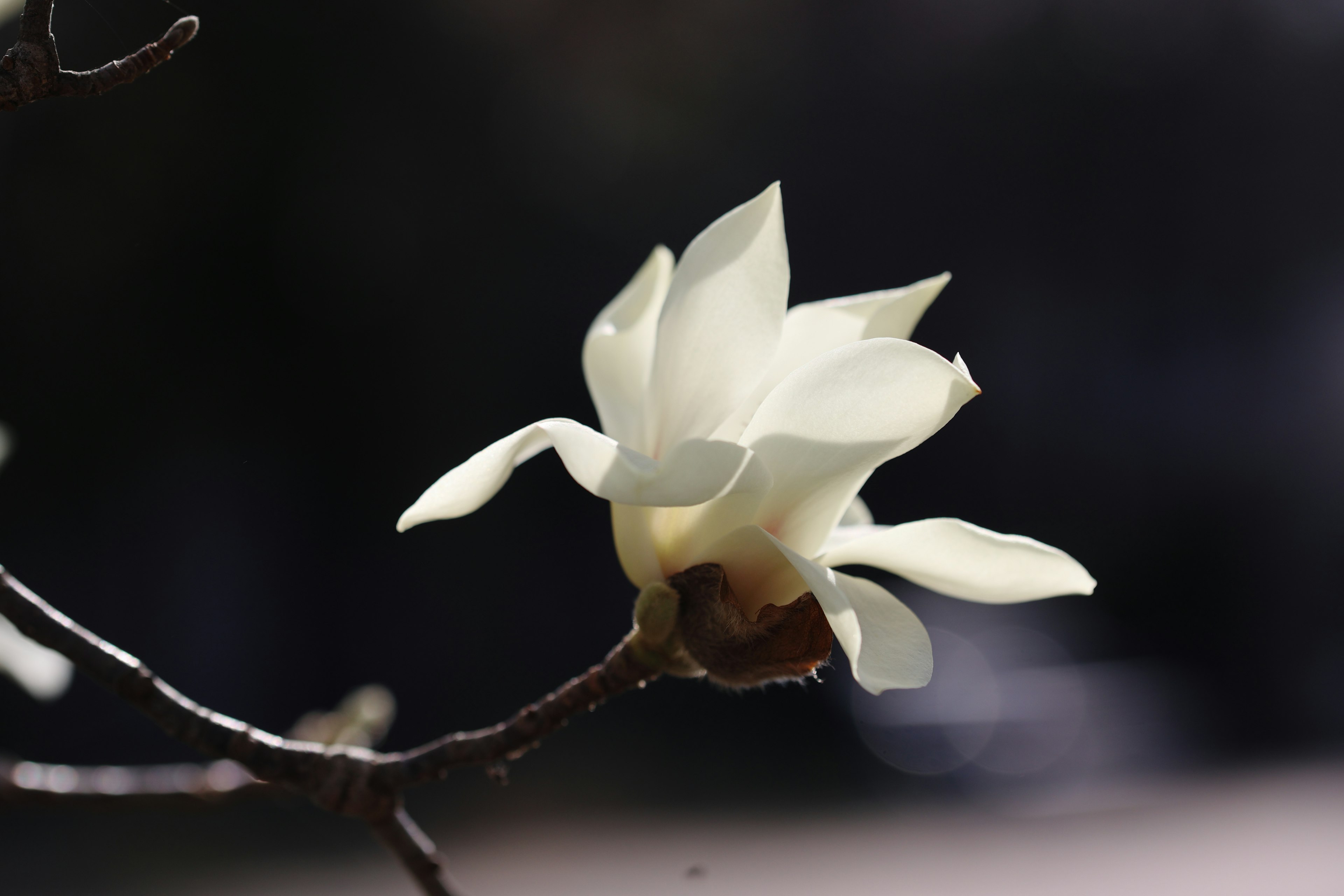 Un fiore di magnolia con petali bianchi che sboccia su un ramo