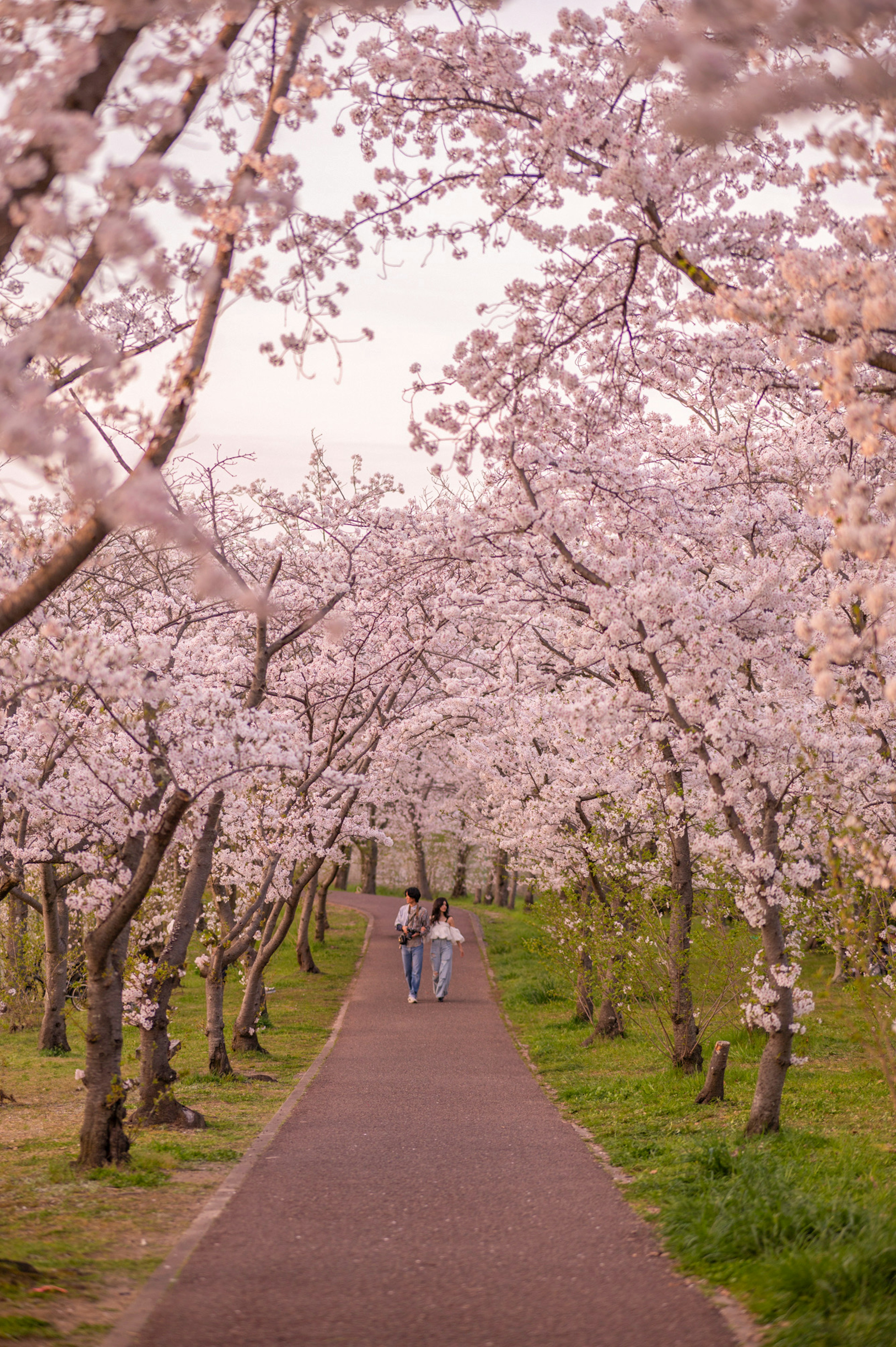 Couple walking on a path lined with cherry blossom trees