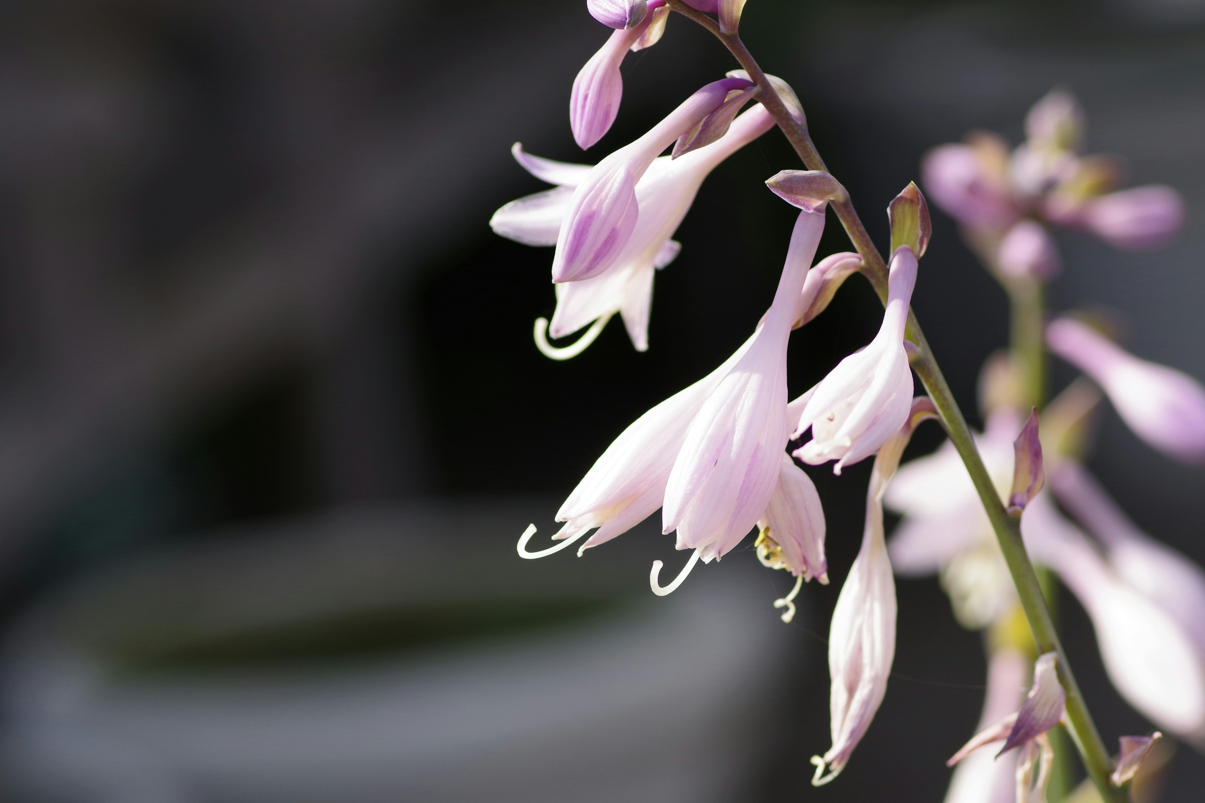 Delicate purple hosta flowers in bloom