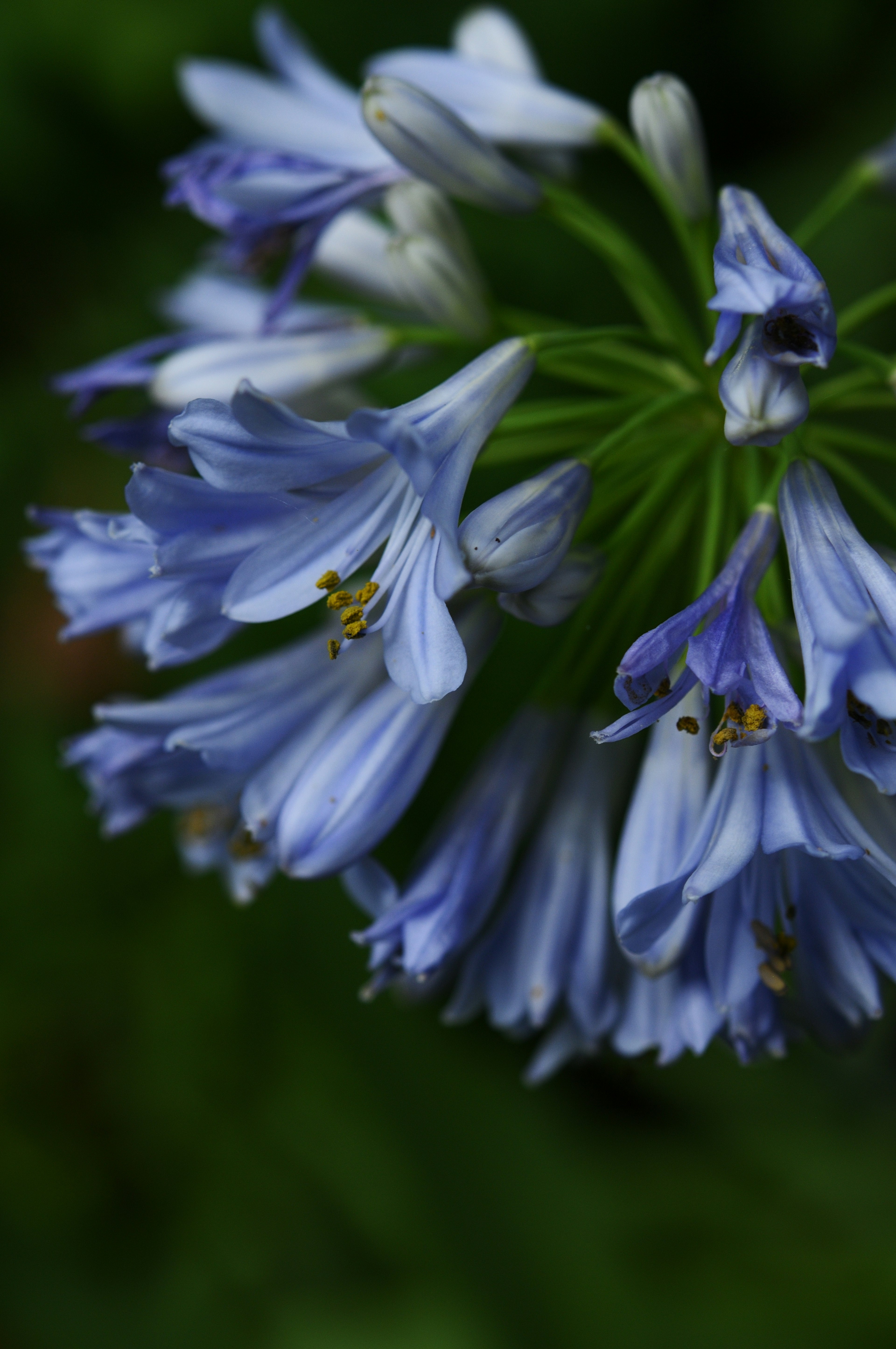 Grupo de flores azules con pétalos delicados