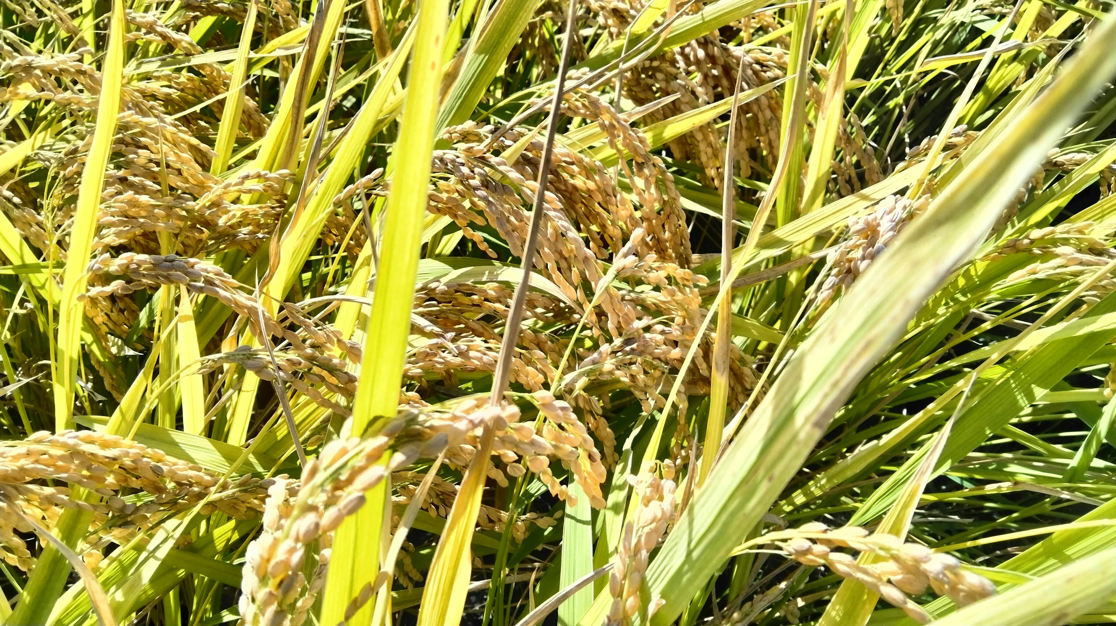 Gambar close-up dari bulir padi di ladang hijau subur