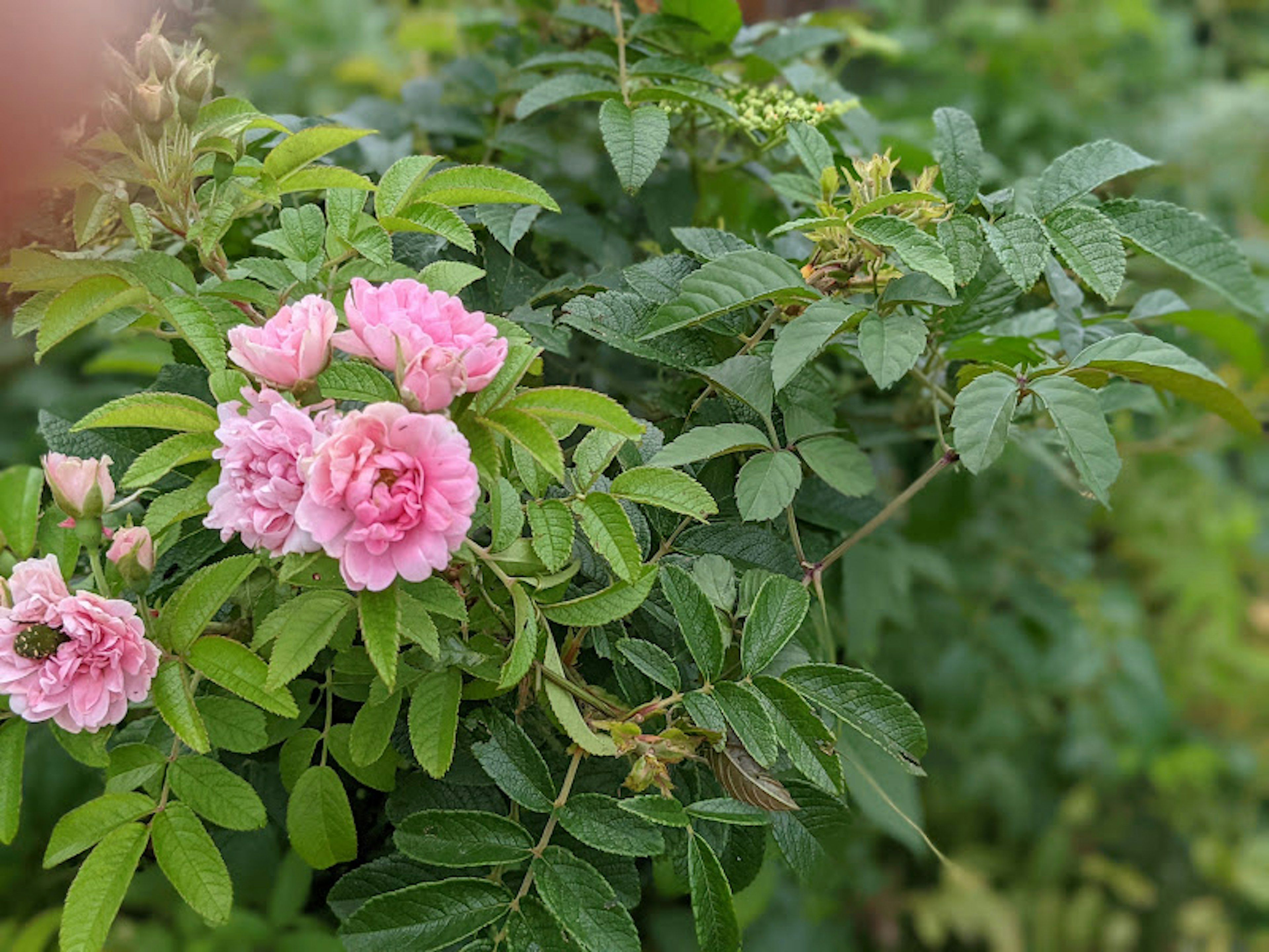 Pink rose flowers blooming among green leaves