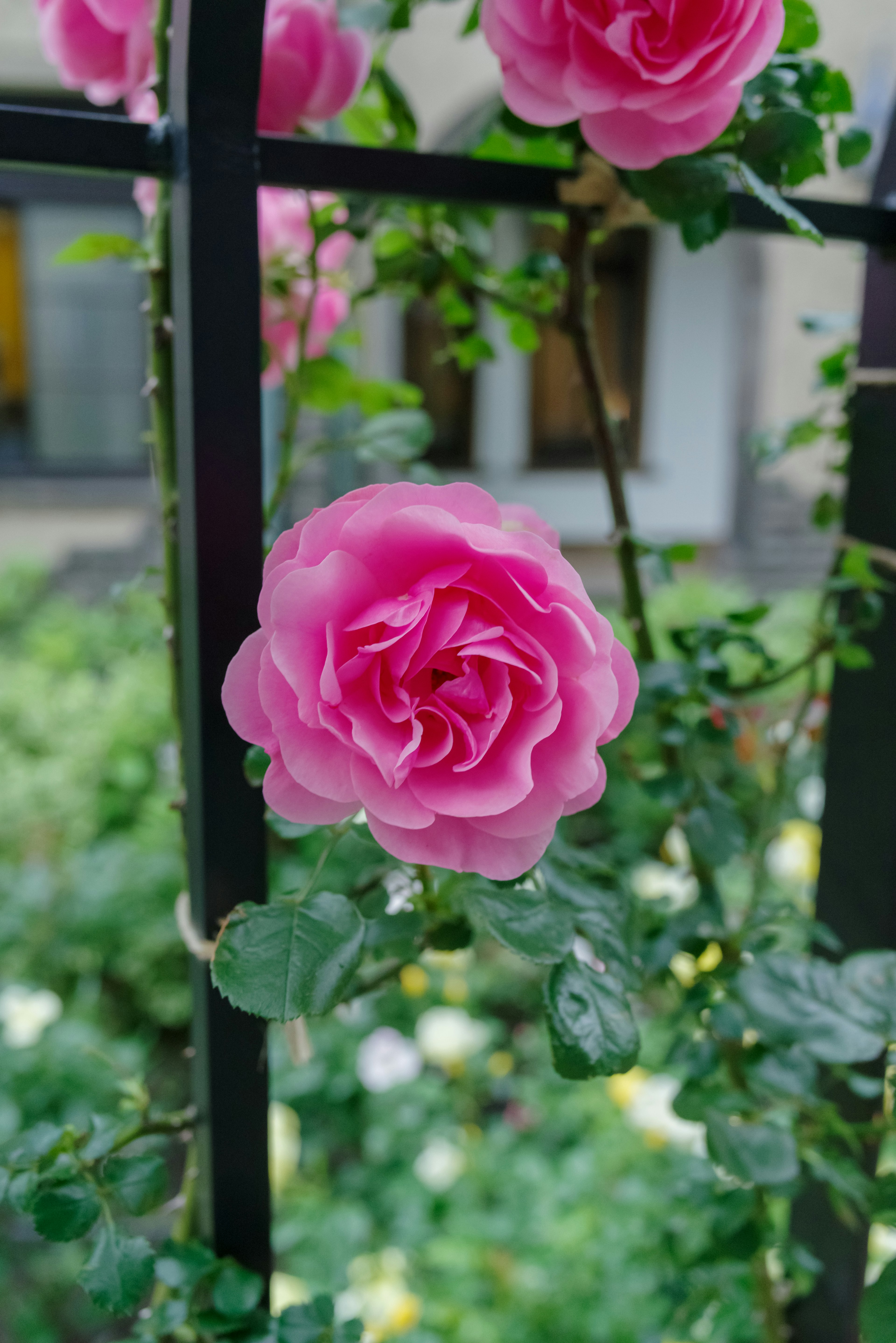 A beautiful pink rose blooming against a green background with a fence