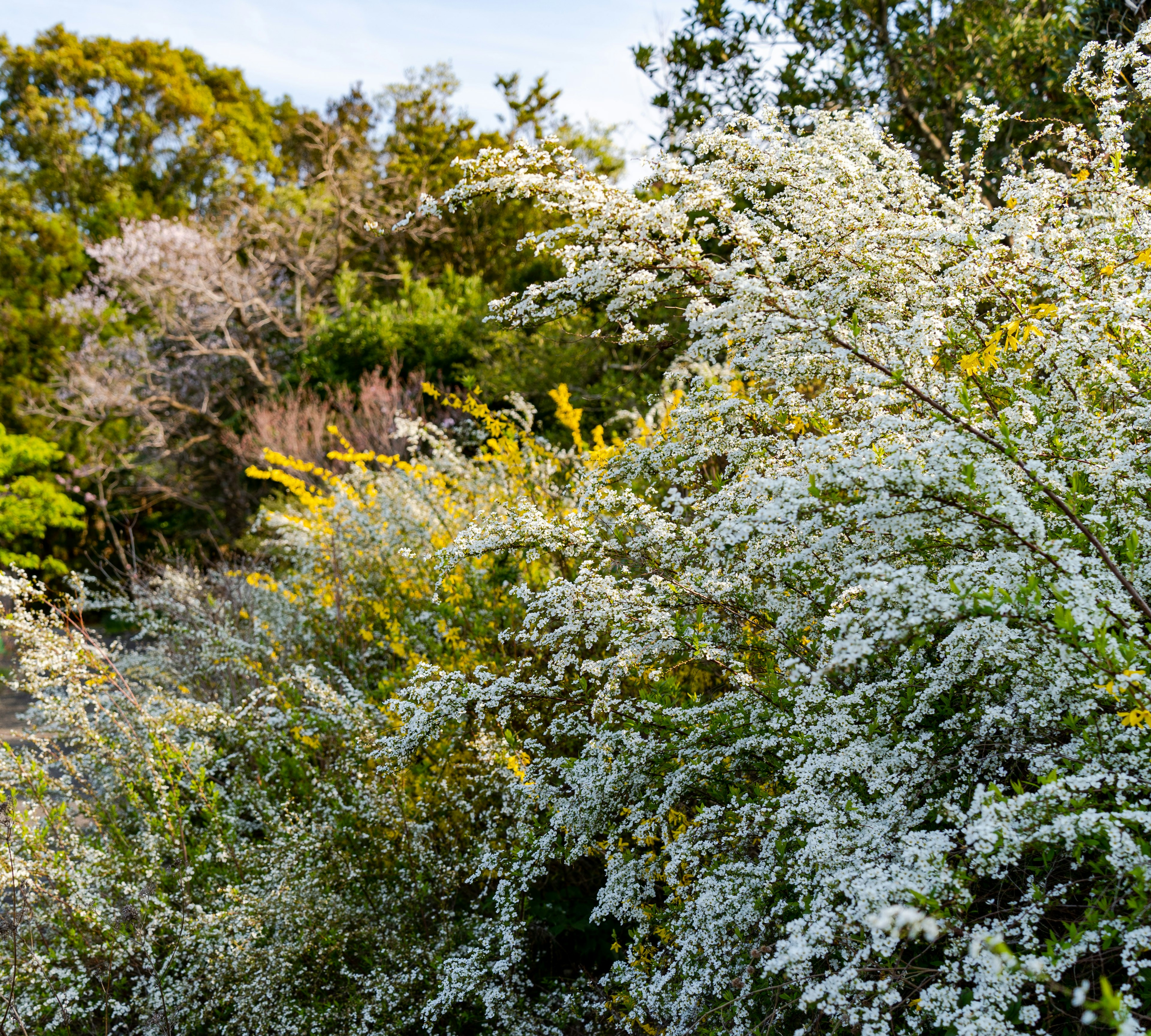 緑の木々と白い花が咲く植物が広がる自然の風景