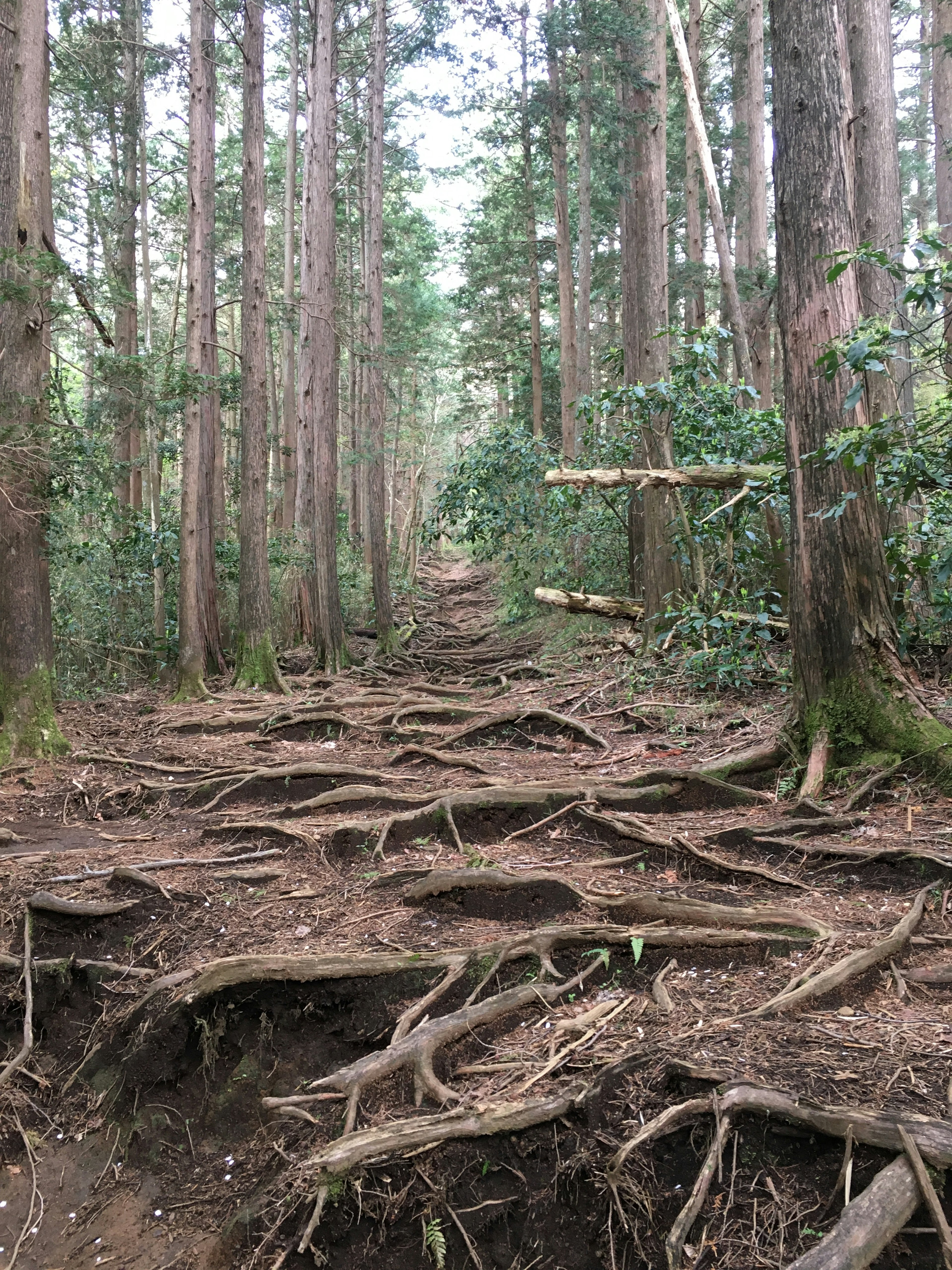 Sentier avec des racines entrelacées dans une forêt dense d'arbres hauts