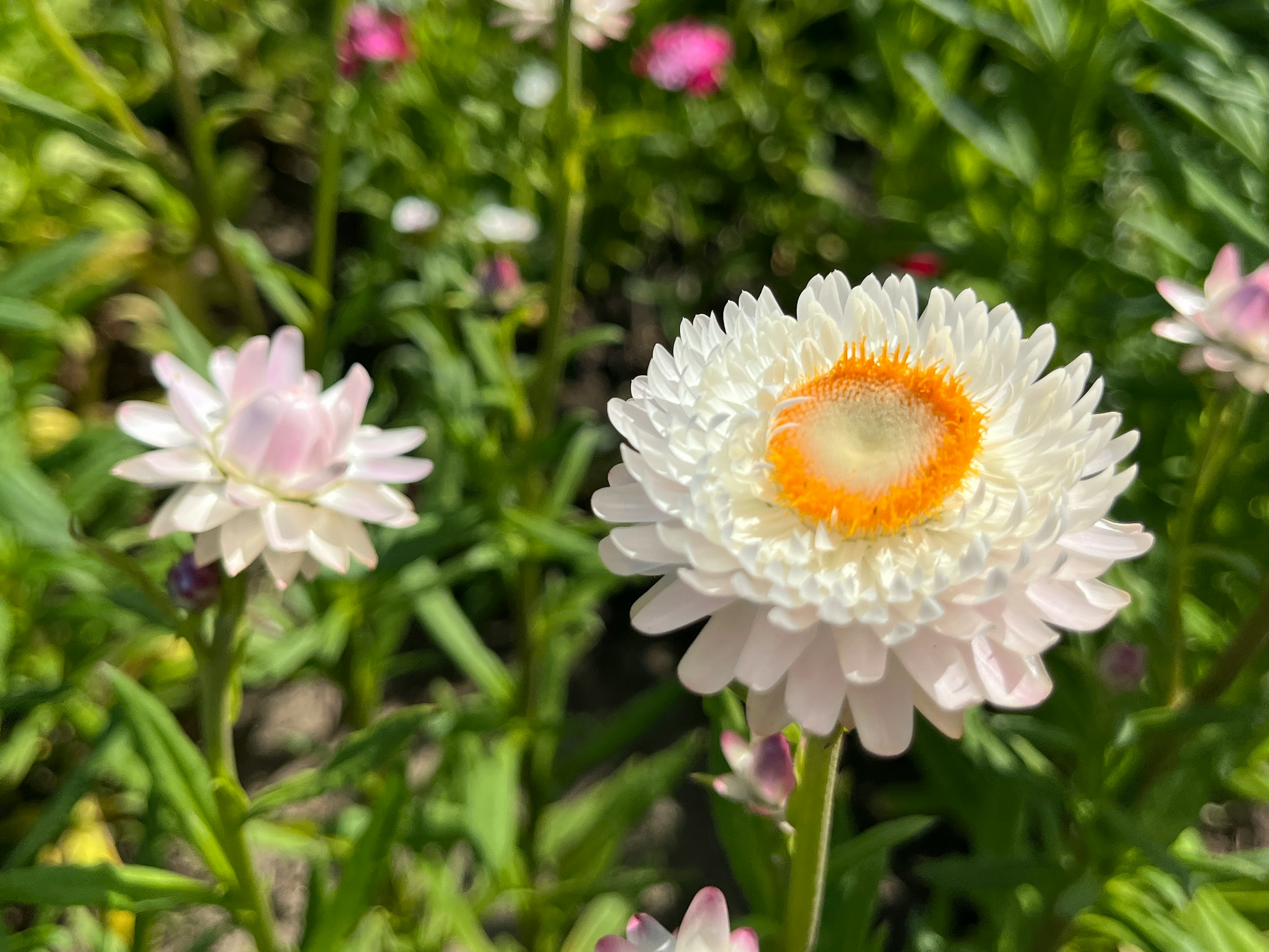 Una scena di giardino con un fiore bianco con un centro arancione circondato da fiori più piccoli