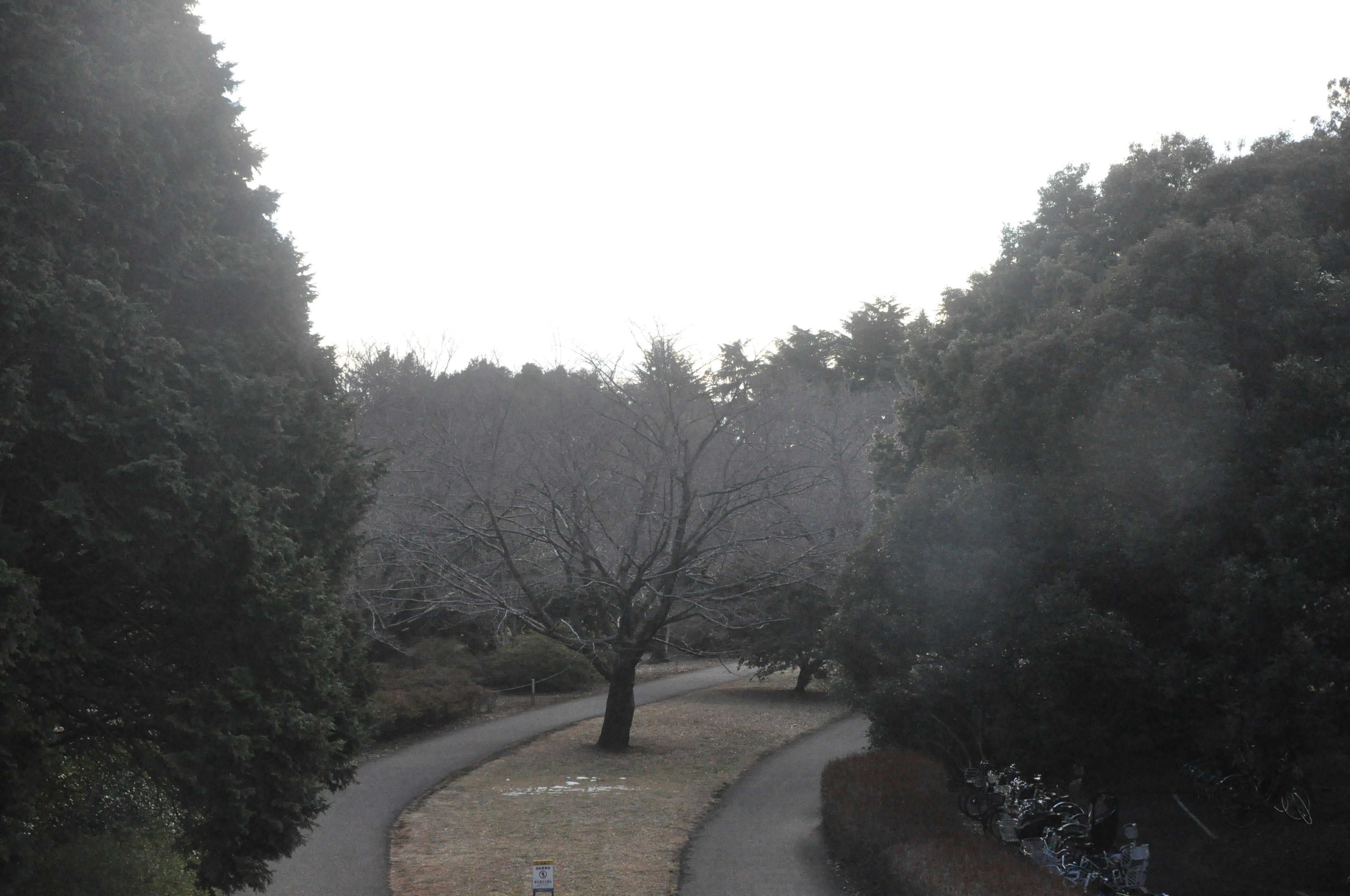 Sendero curvado en un parque invernal con árbol desnudo y vegetación circundante