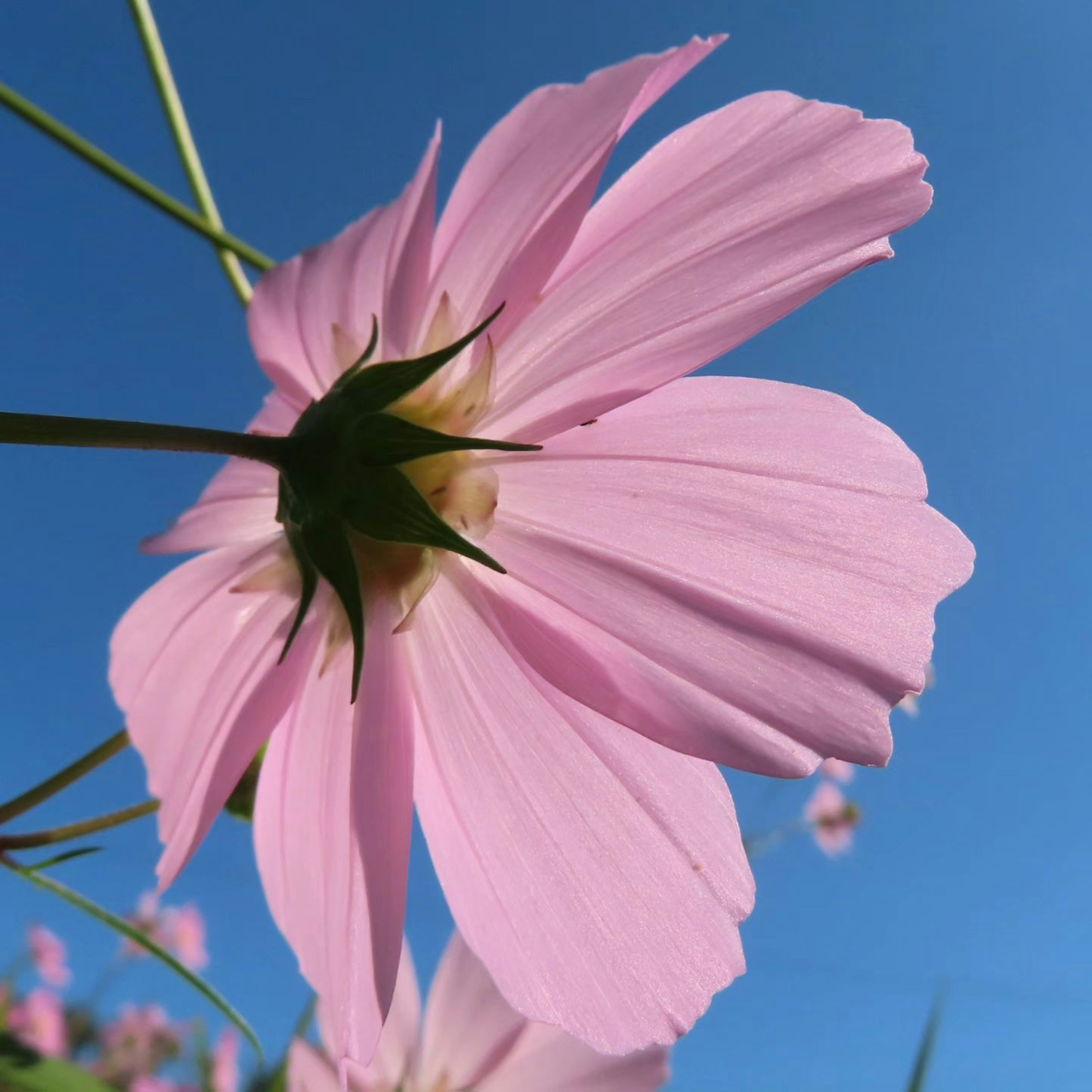 青空の下で咲く淡いピンクの花の側面