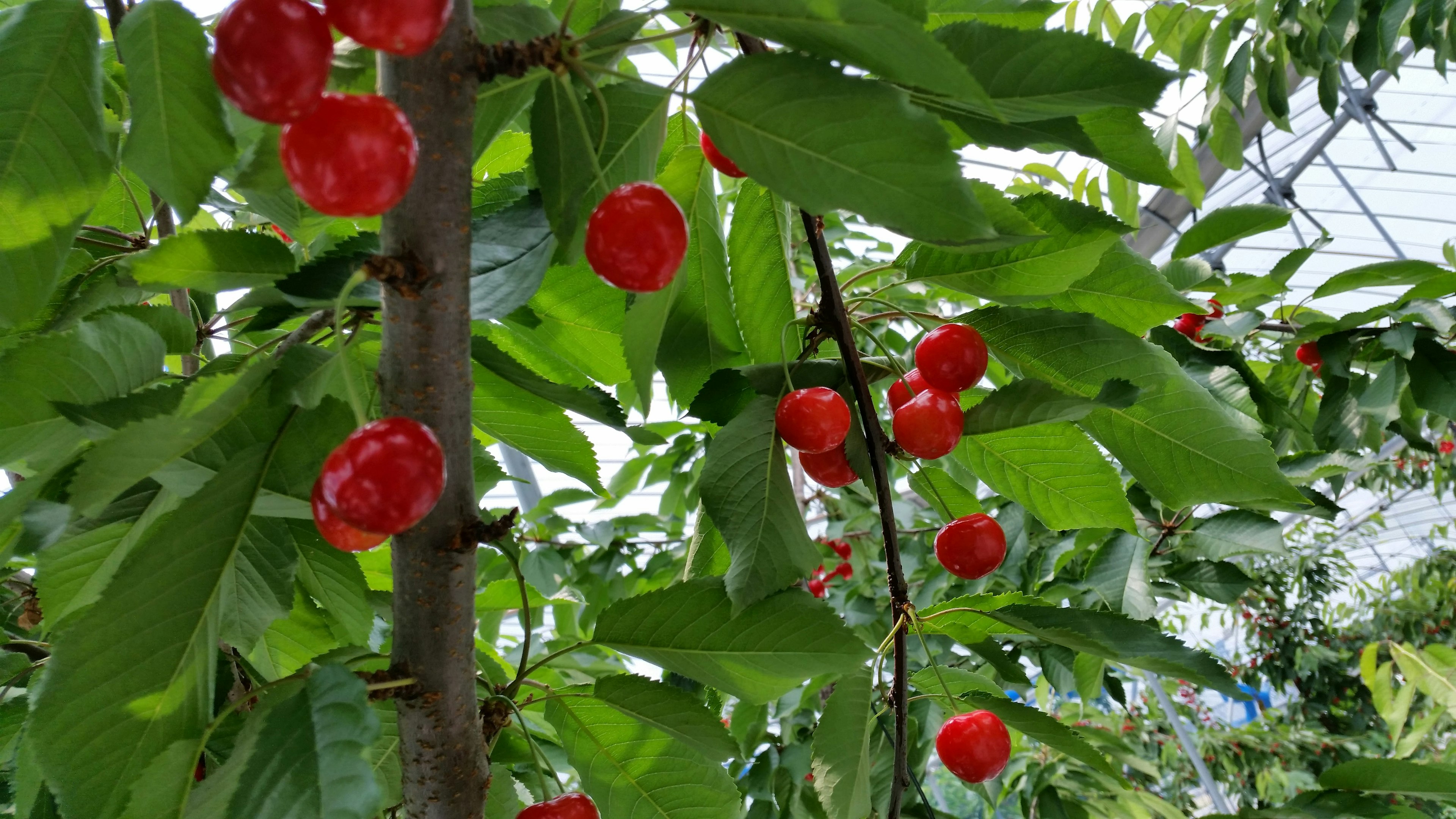 樹上有紅色果實和綠色葉子