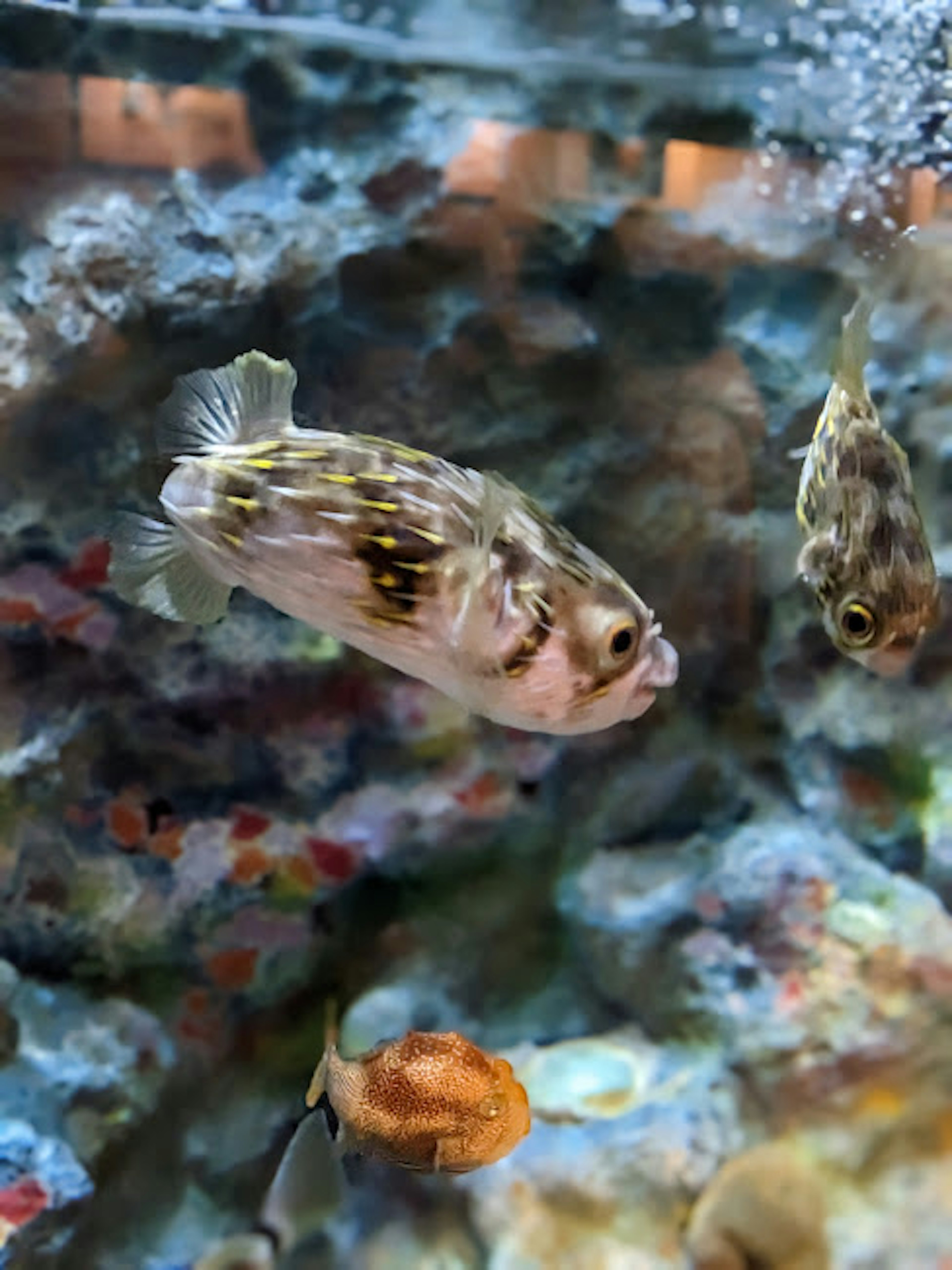 Fisch schwimmt in einem Aquarium mit buntem Hintergrund