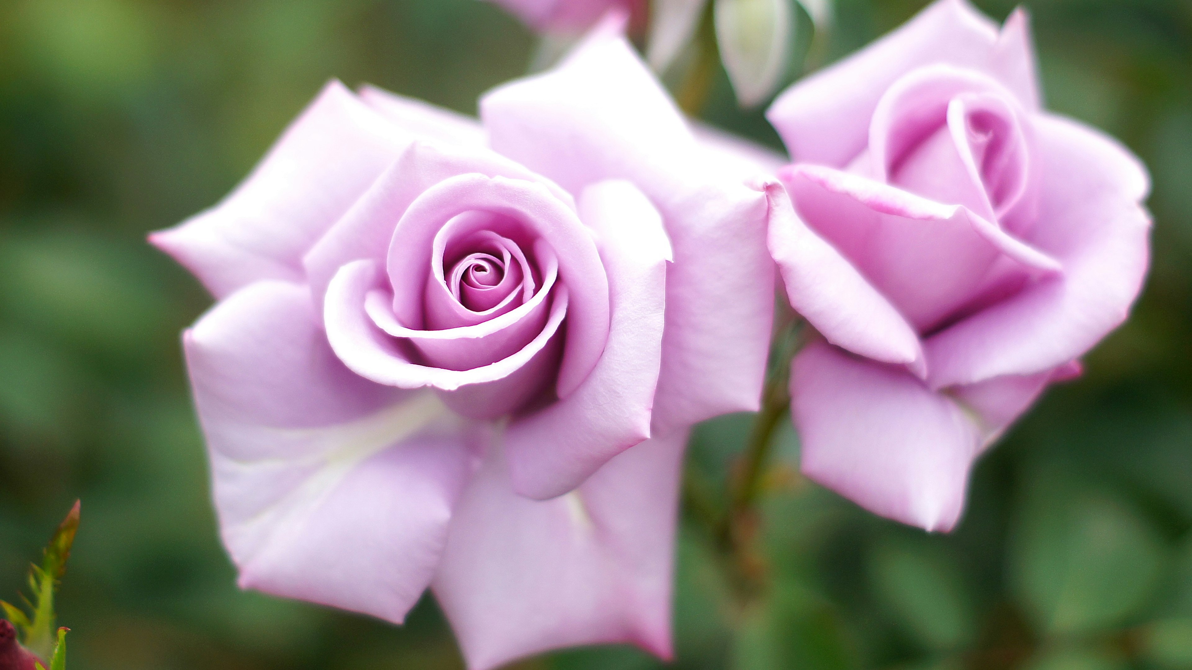 Deux roses violettes pâles en fleurs avec des pétales doux