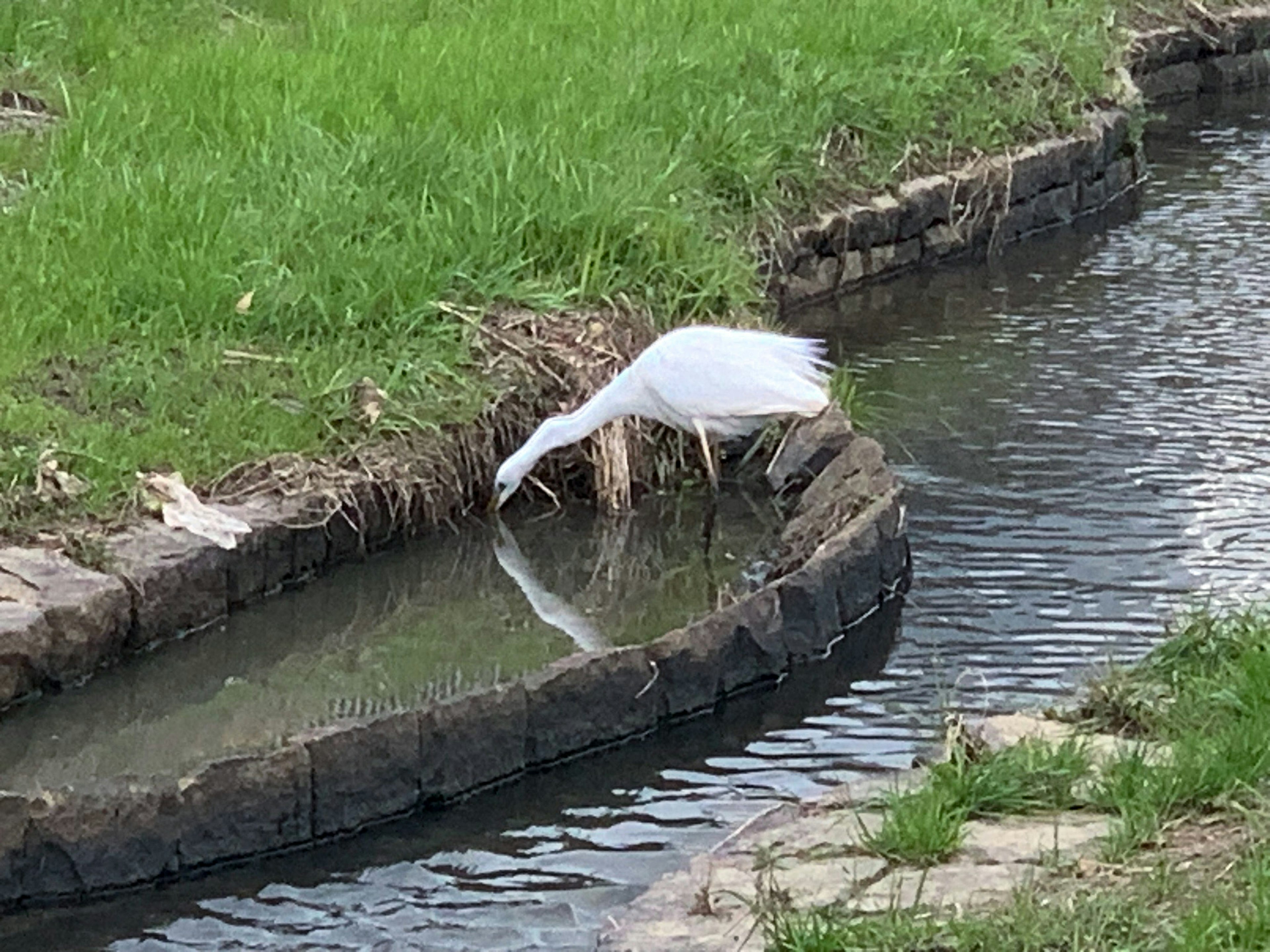 白鷺が水面を覗き込む姿 緑の草と小川の風景