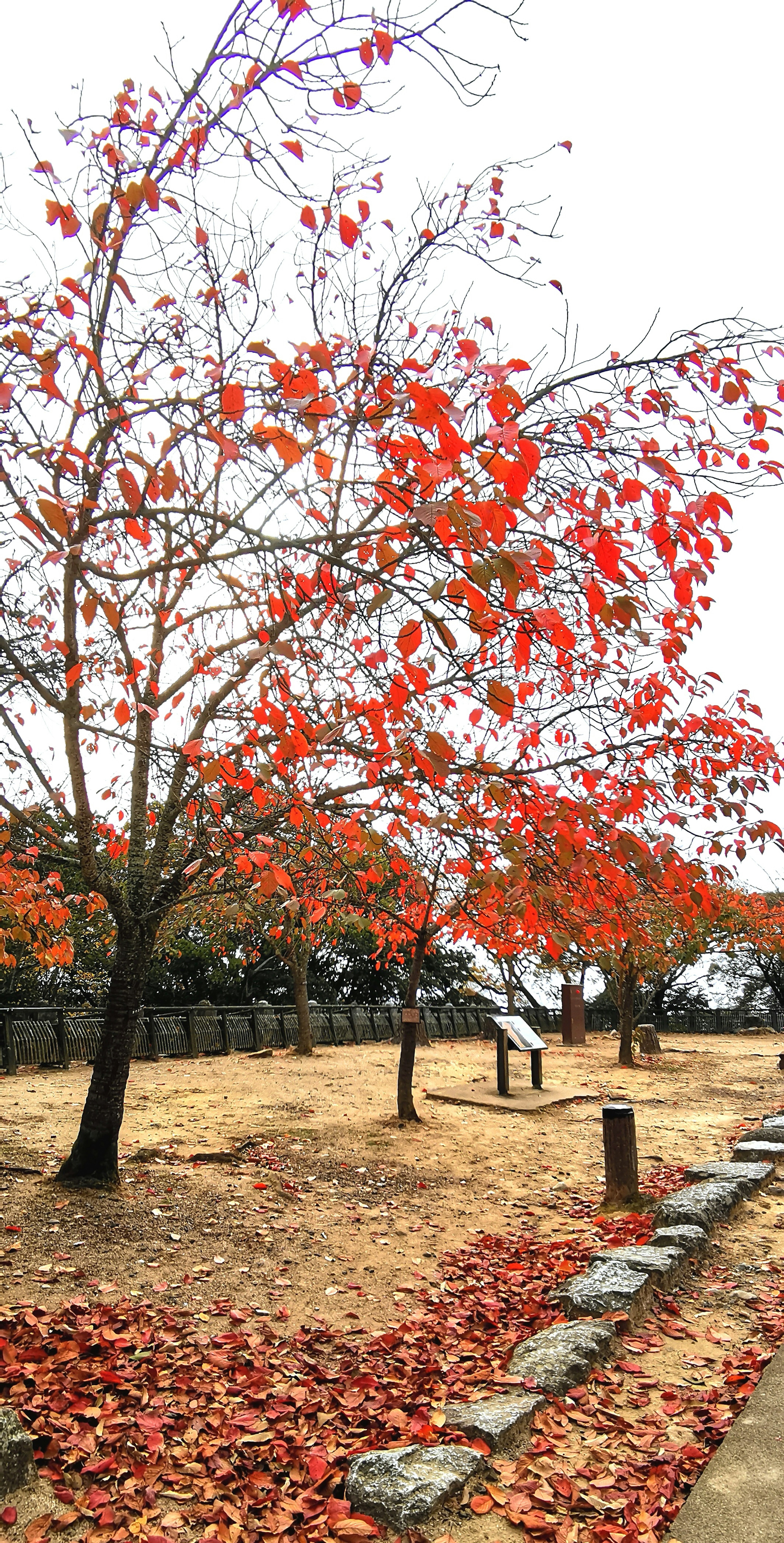 ทิวทัศน์สวนสาธารณะที่มีต้นไม้ใบไม้ฤดูใบไม้ร่วง