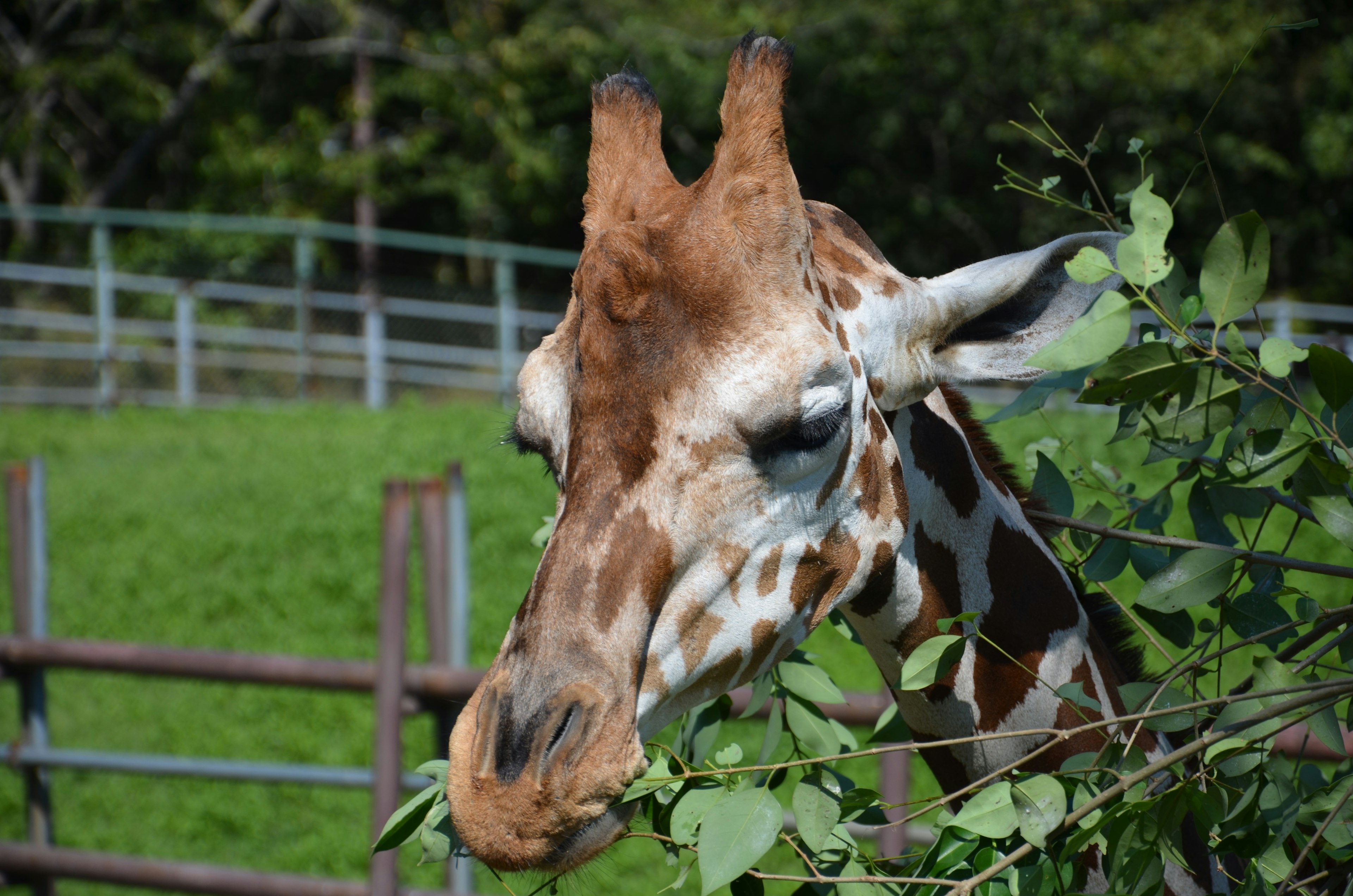 Nahaufnahme einer Giraffe, die Blätter frisst