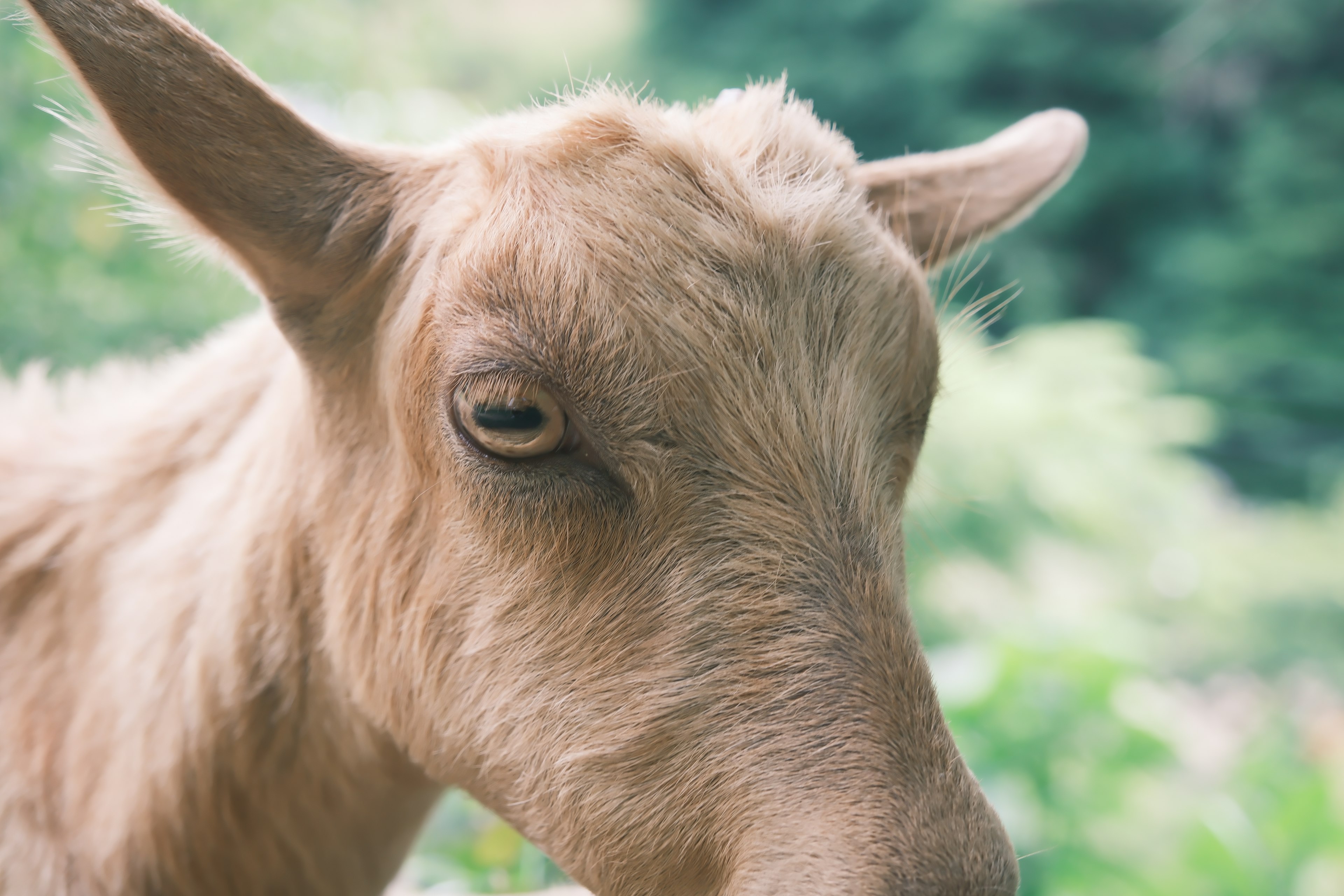 Close-up wajah kambing dengan bulu lembut