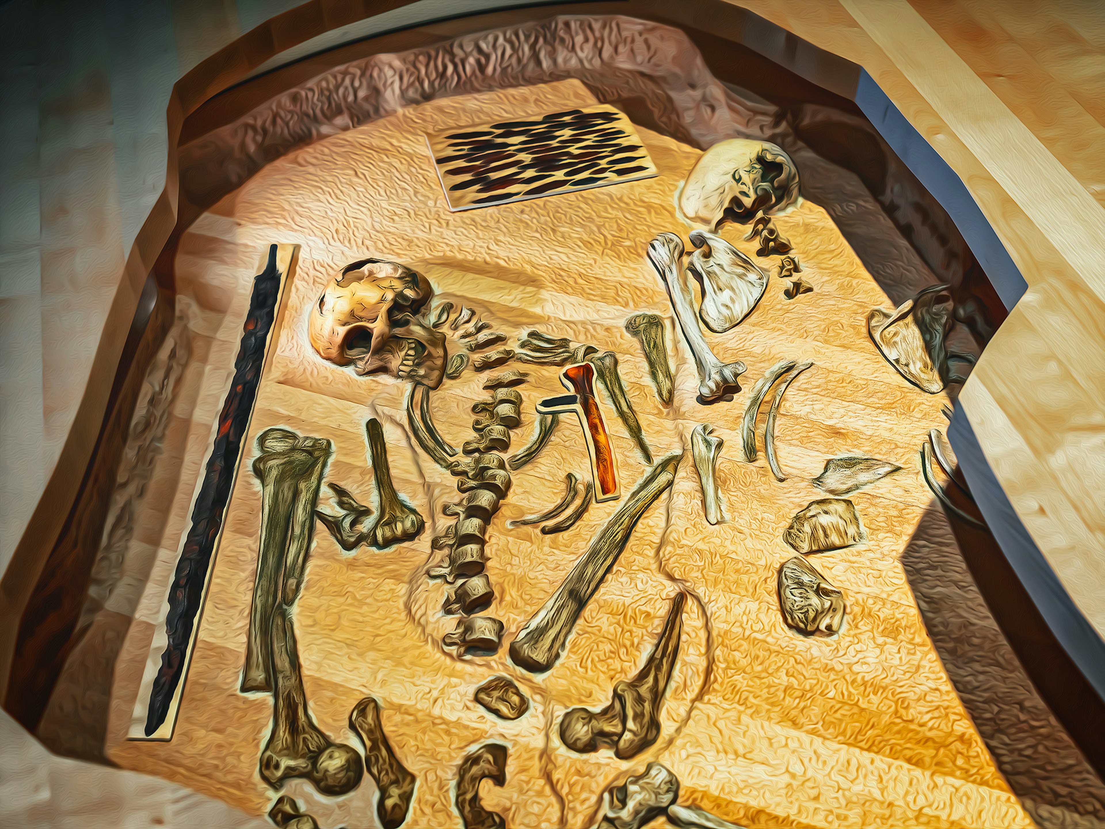 Human skeleton and bone specimens arranged on a wooden display