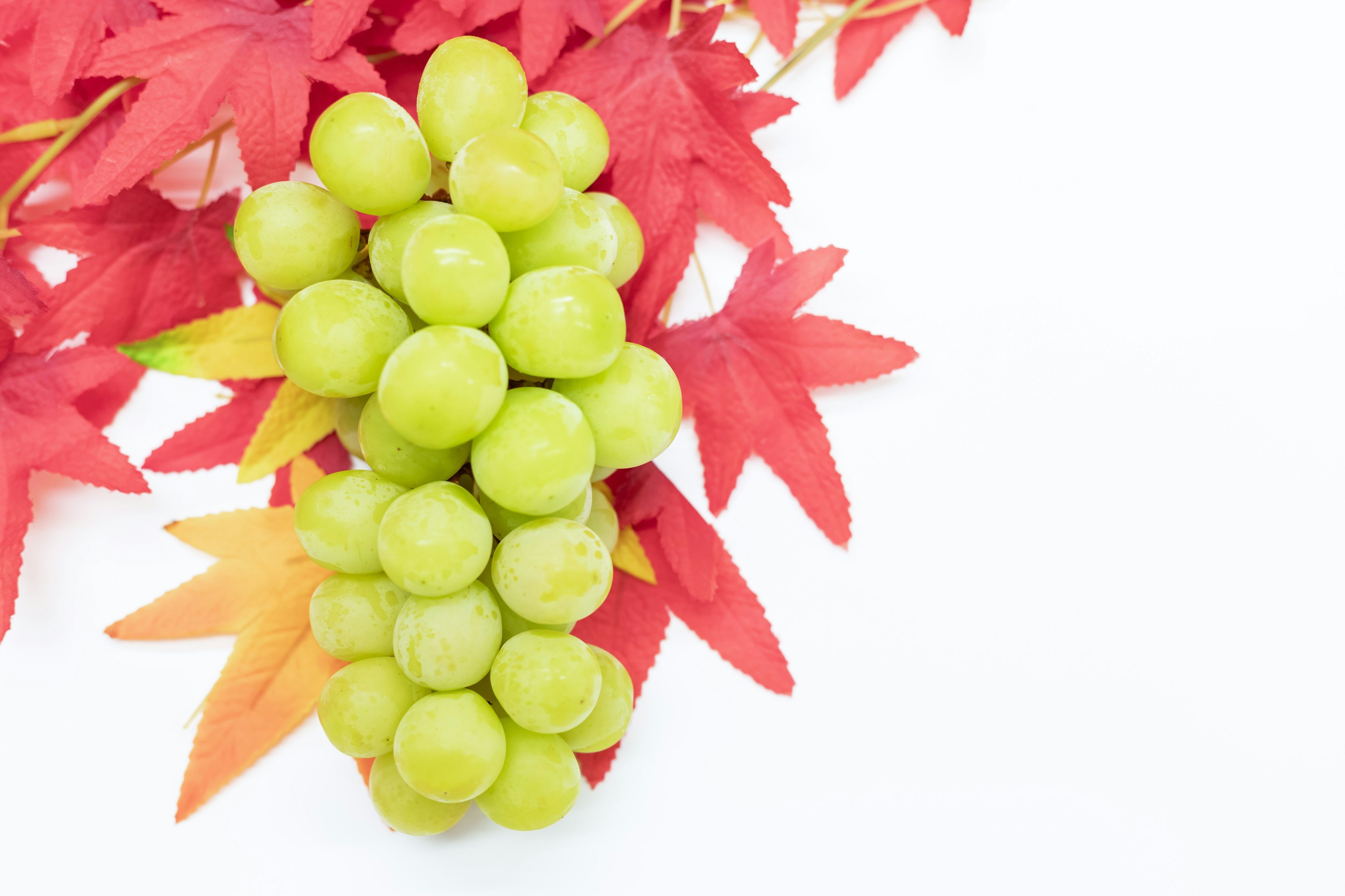 Une grappe de raisins verts sur des feuilles rouges