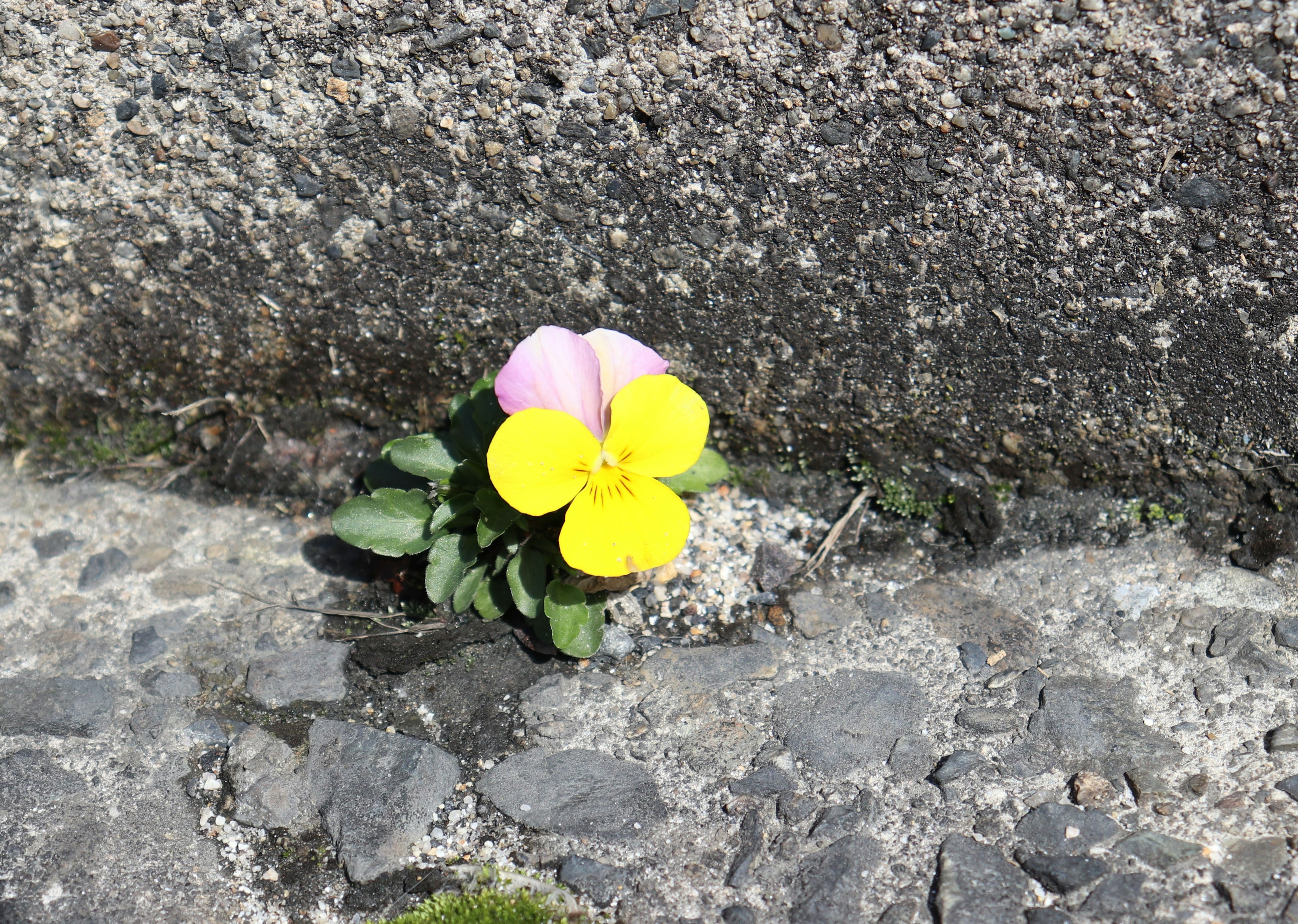 Gelbe und rosa Blume, die zwischen Steinen wächst