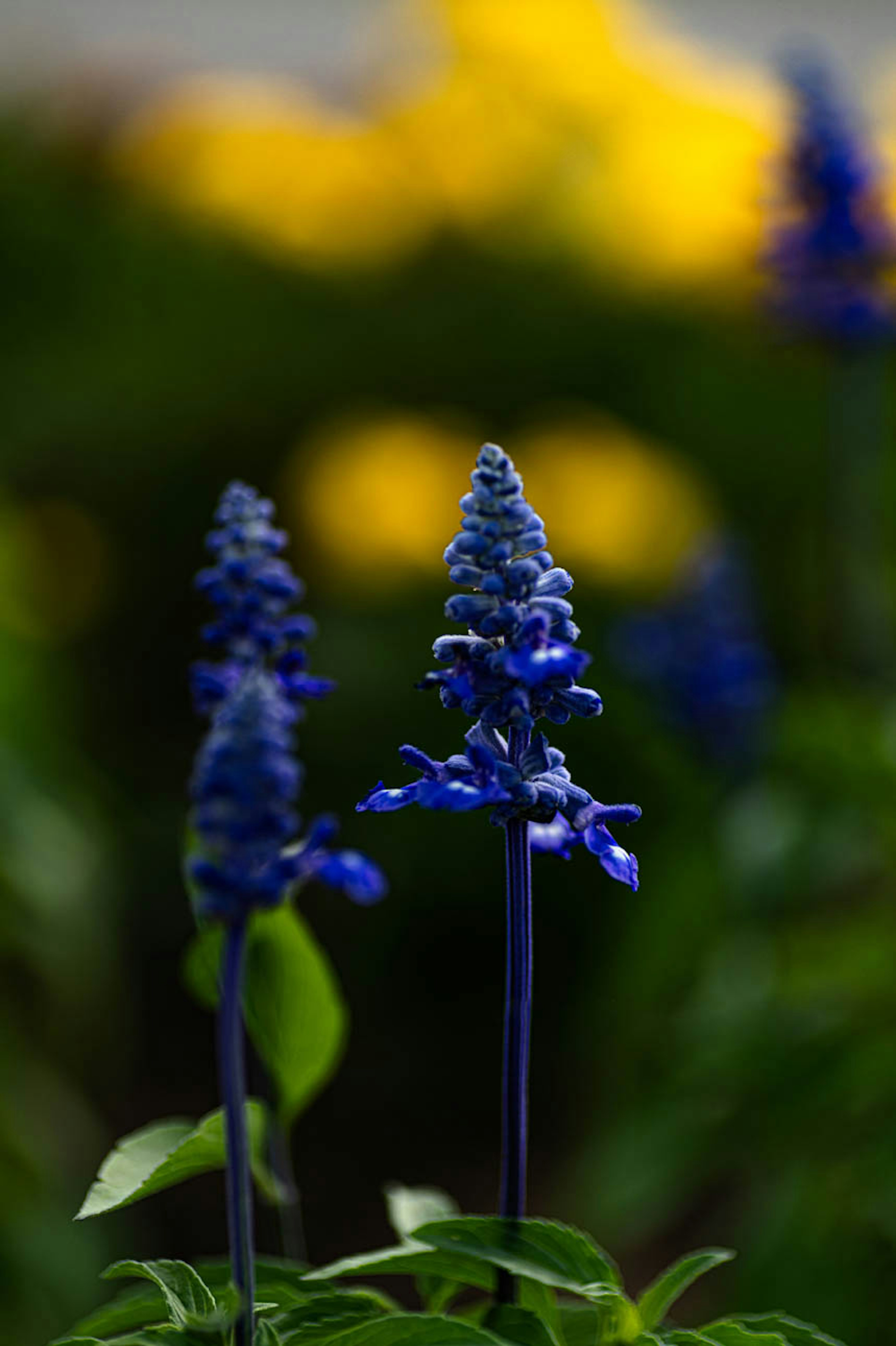 青い花が背景に黄色い花を持つ庭のシーン