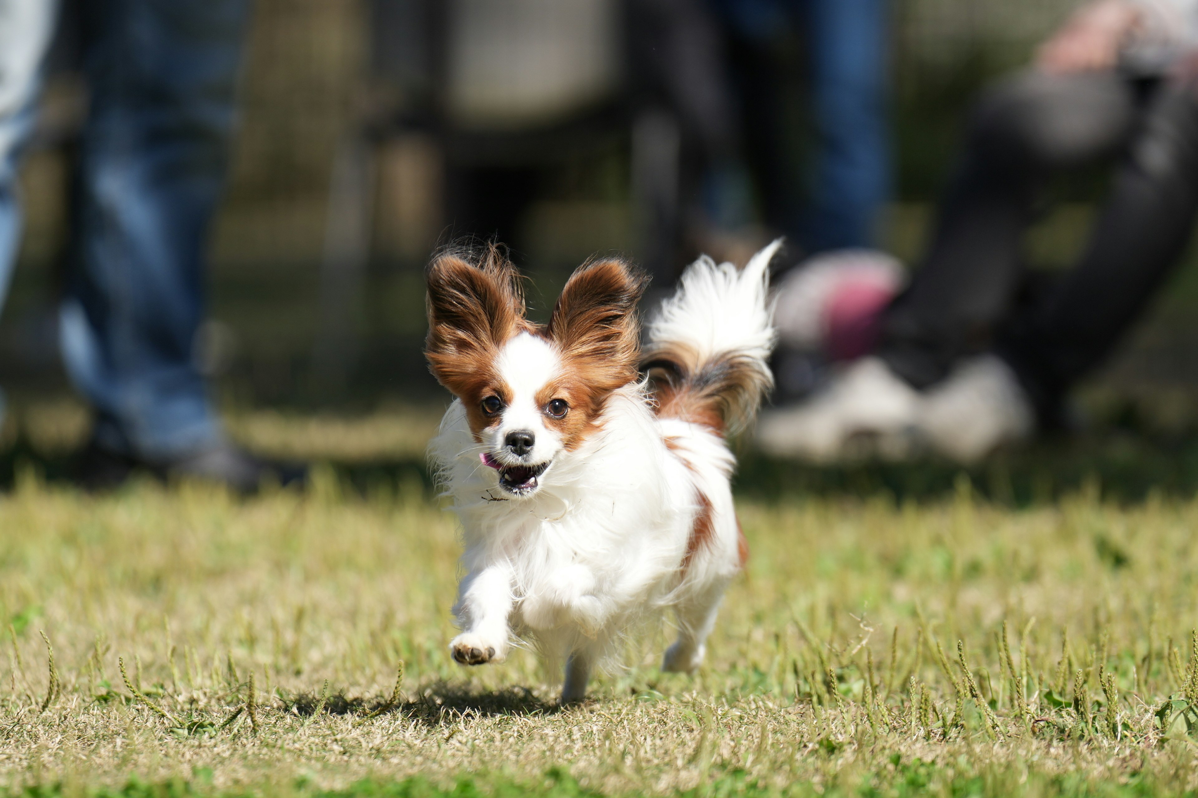 Seekor anjing kecil berlari di taman di atas rumput hijau cerah