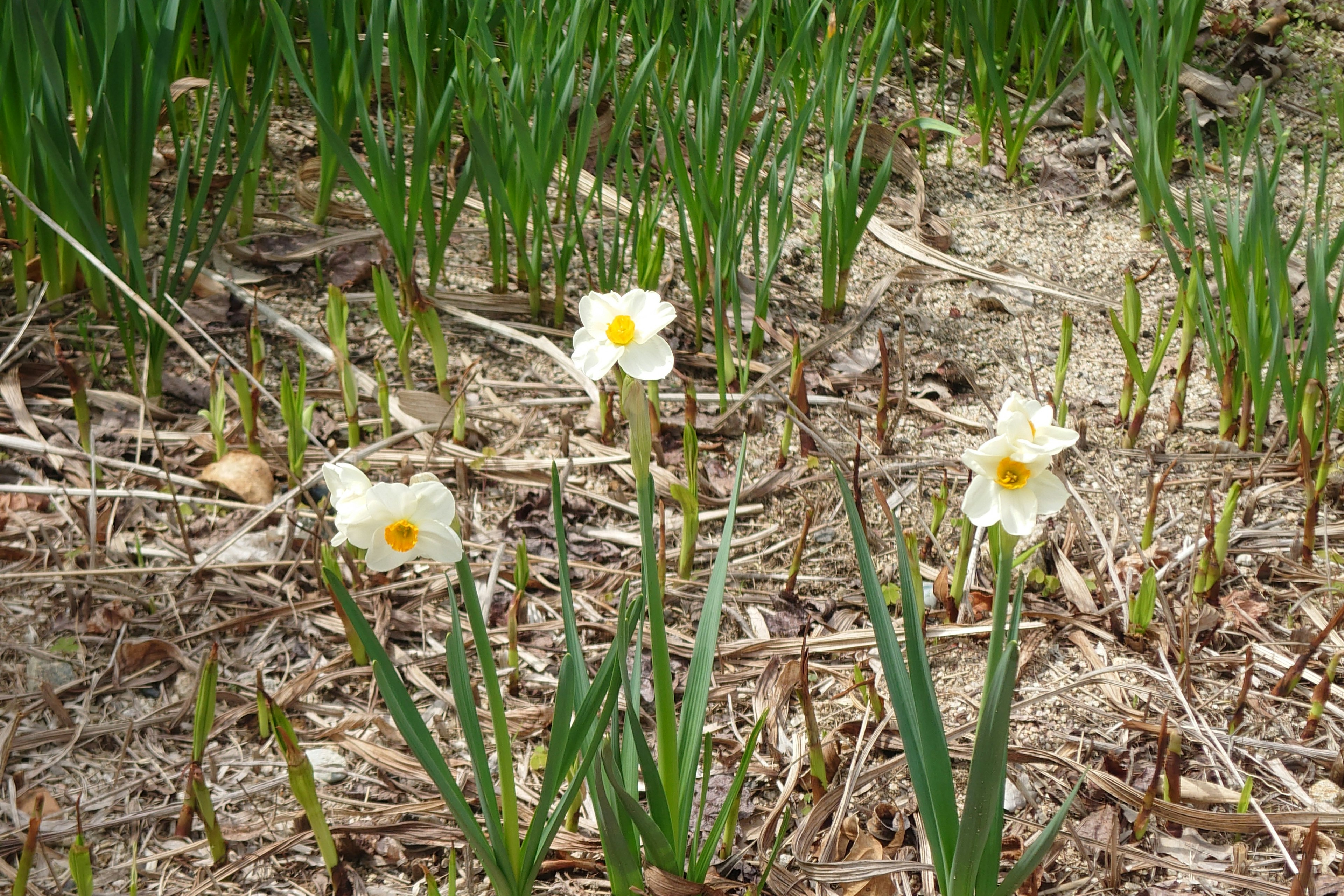 白い水仙の花が咲いている緑の草地