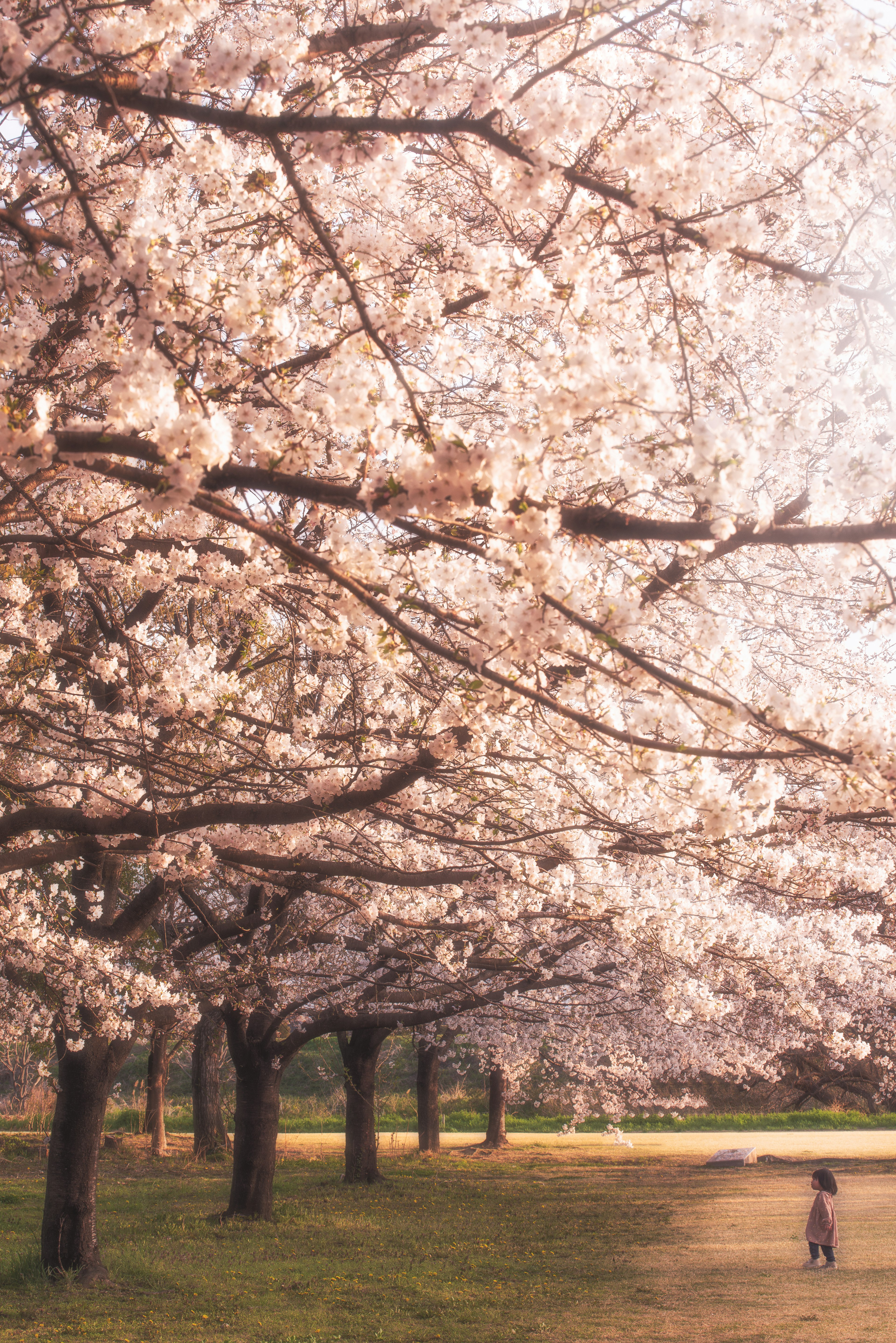 桜の木が咲き誇る公園の風景で、子供が遊んでいる様子