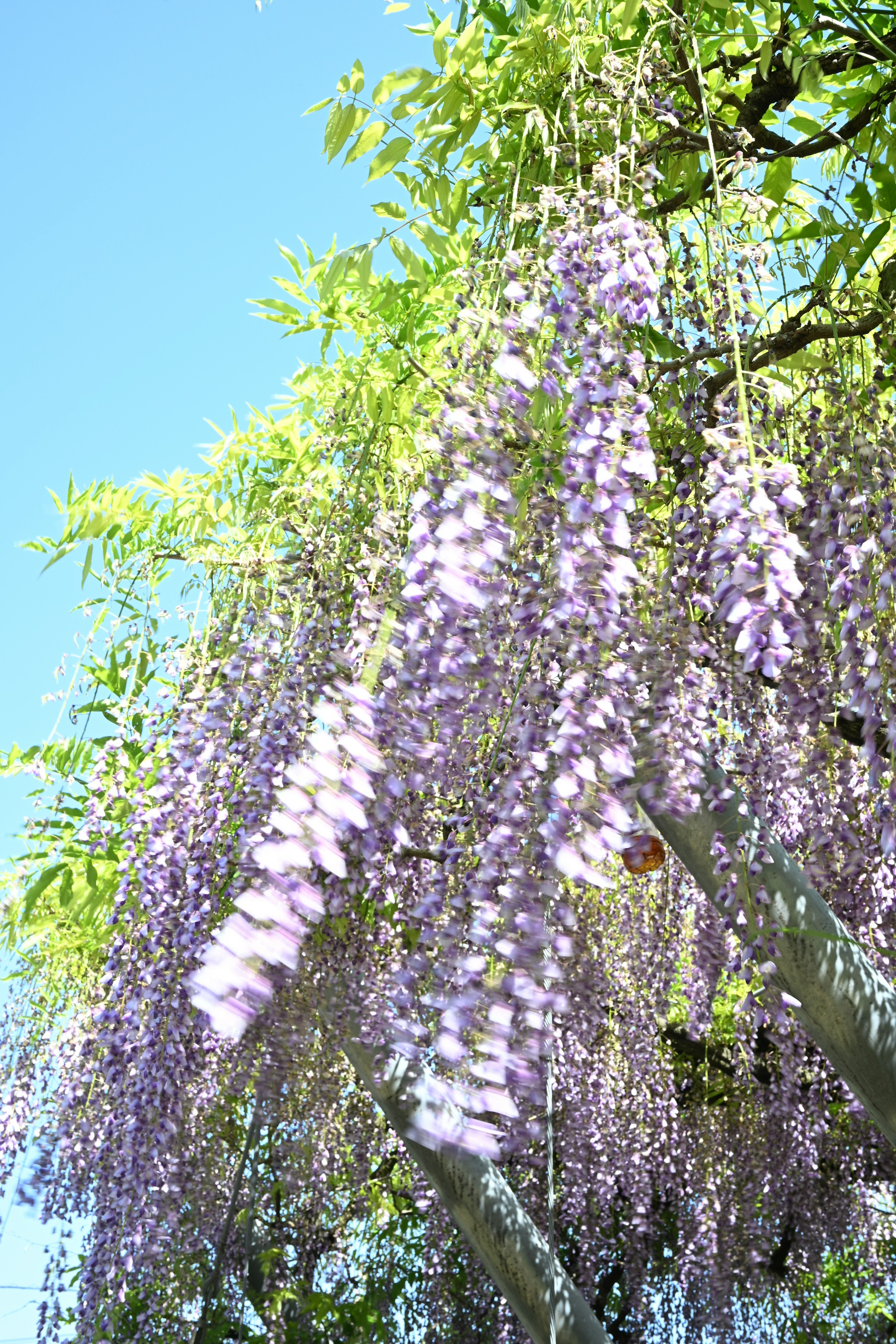 Purple wisteria flowers hanging under a blue sky