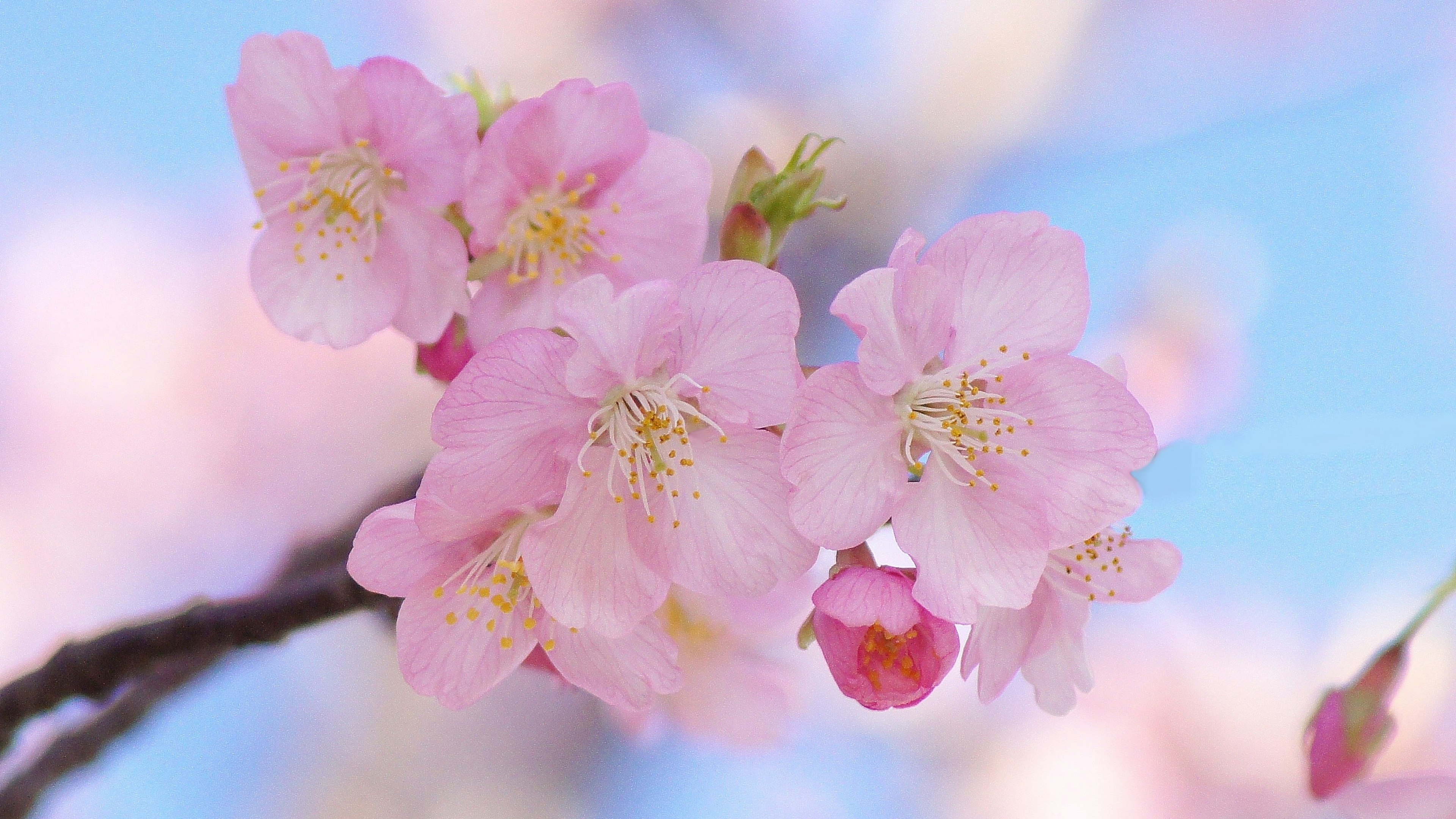 Schönes Foto von Kirschblüten vor blauem Himmel