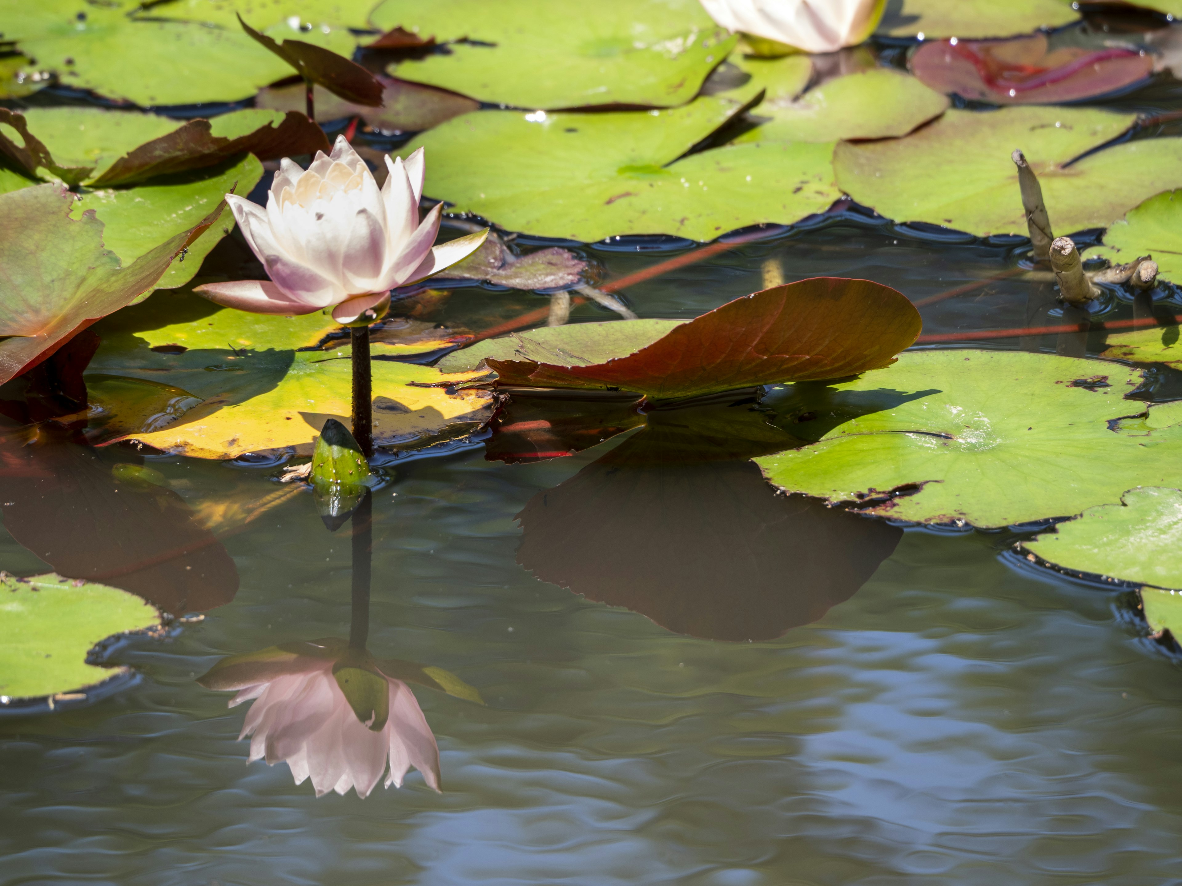 Beautiful scene of water lilies with pink flowers and green leaves on the water surface