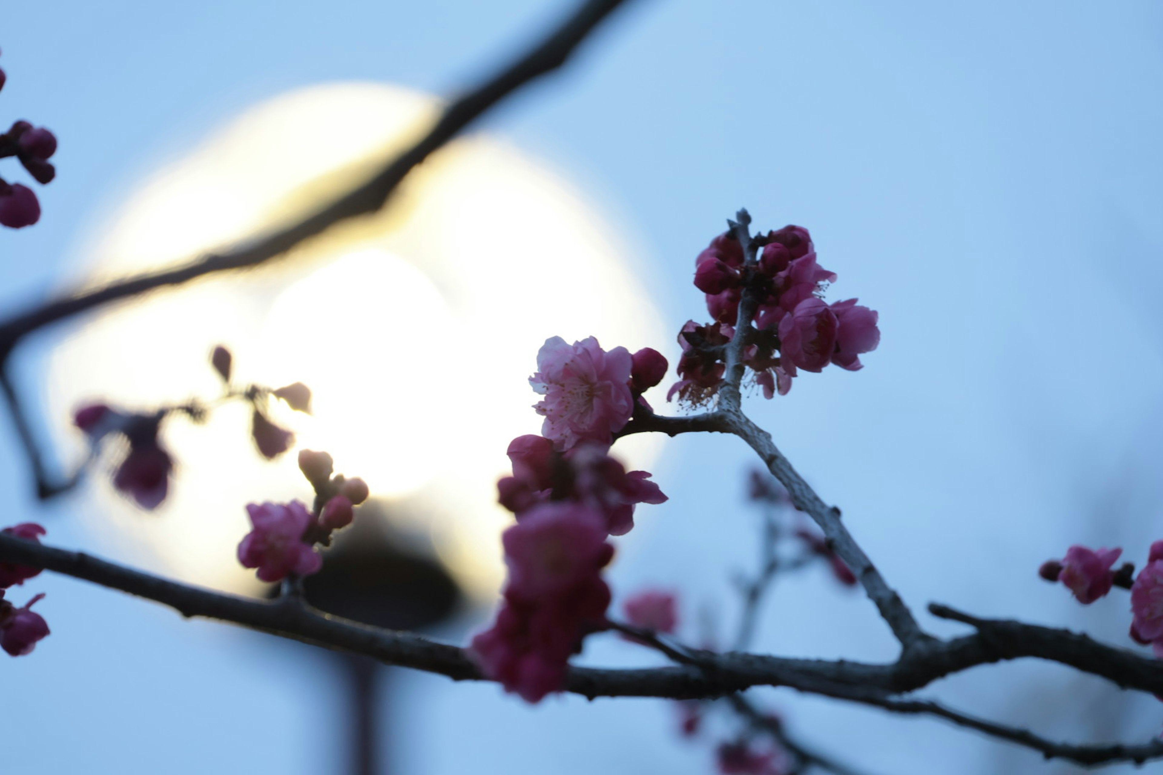 Flores de cerezo en primer plano con una farola desenfocada al fondo