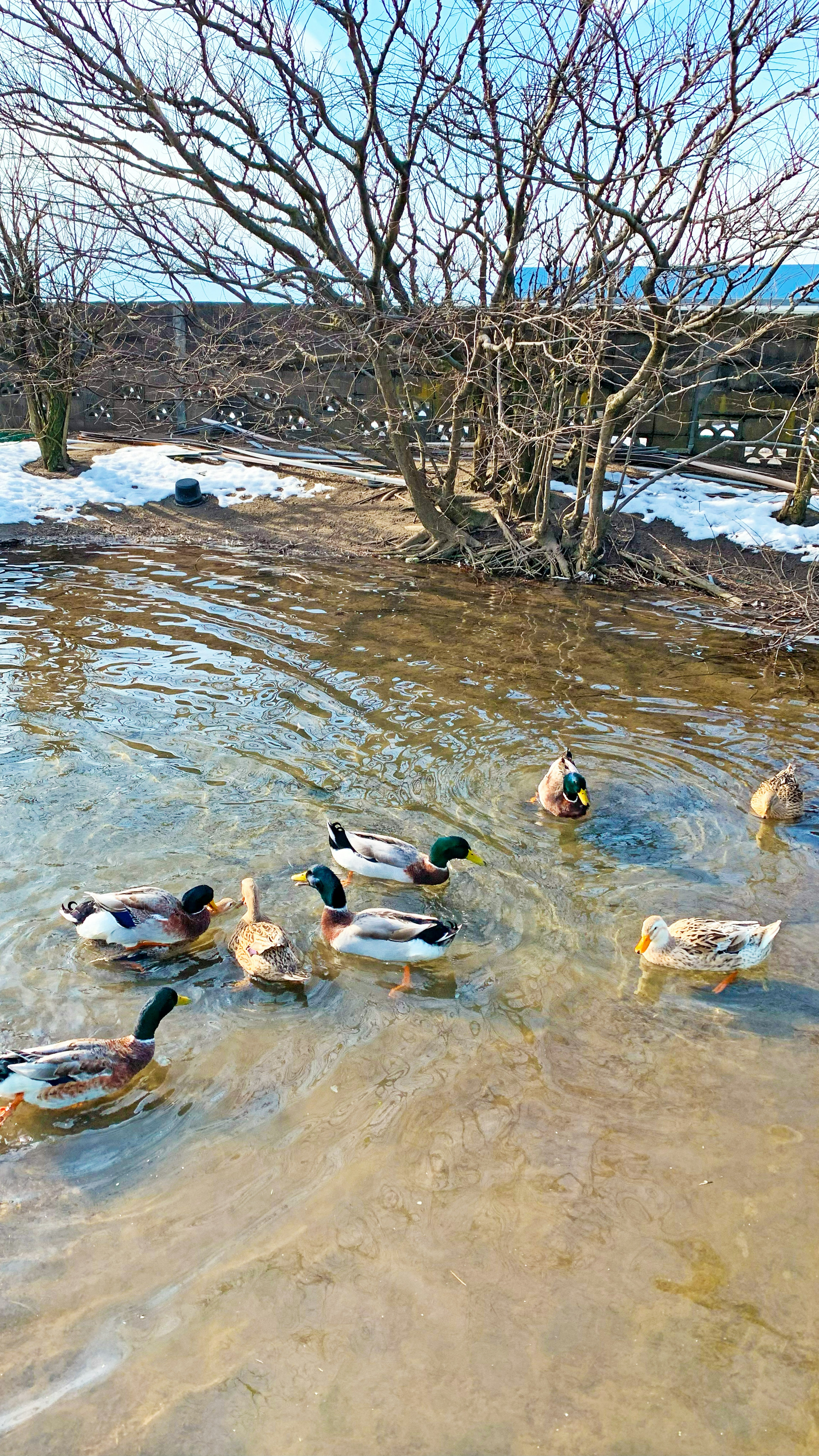 Patos reunidos junto a un cuerpo de agua con nieve de fondo