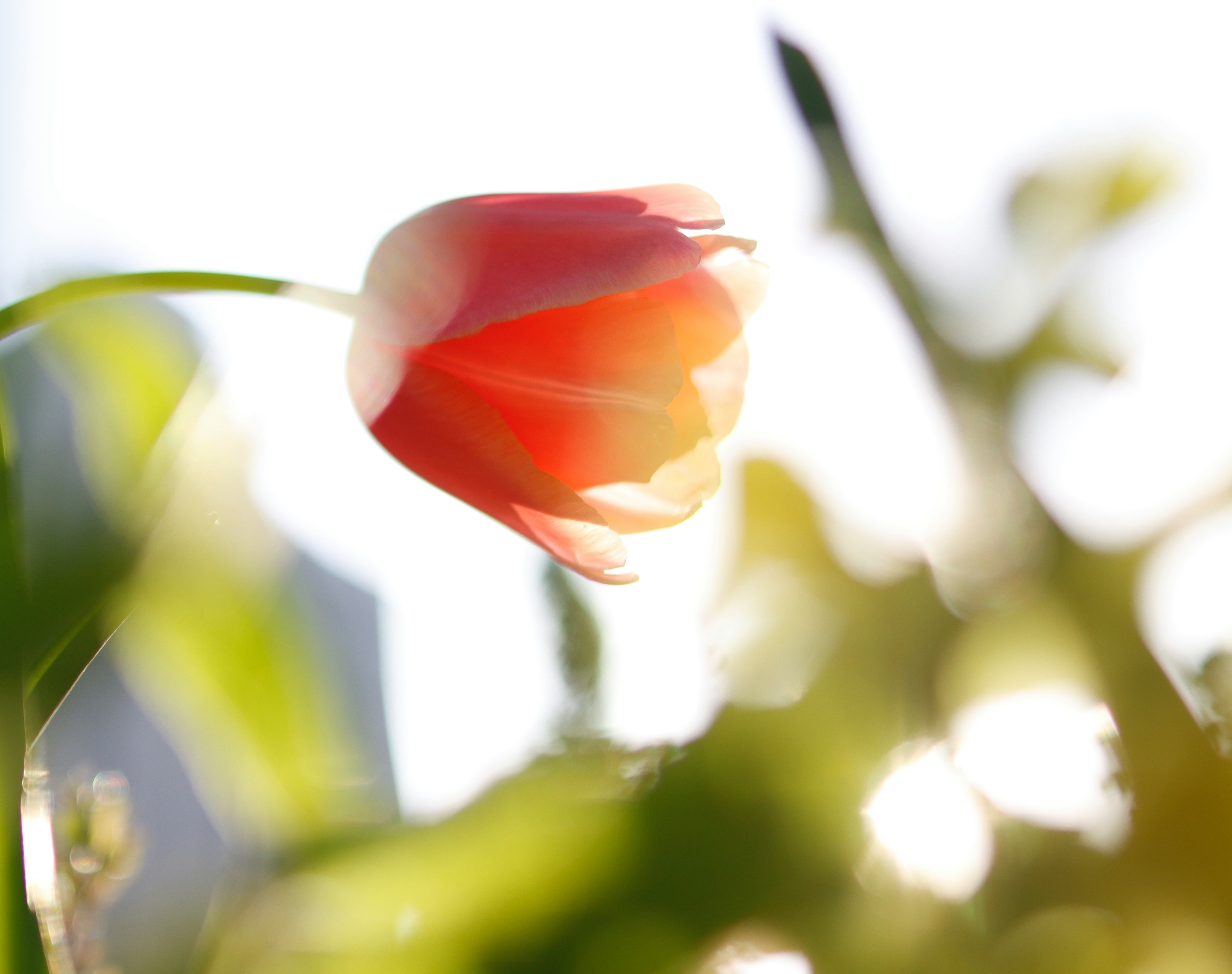 薄明かりの中で輝く赤いチューリップの花