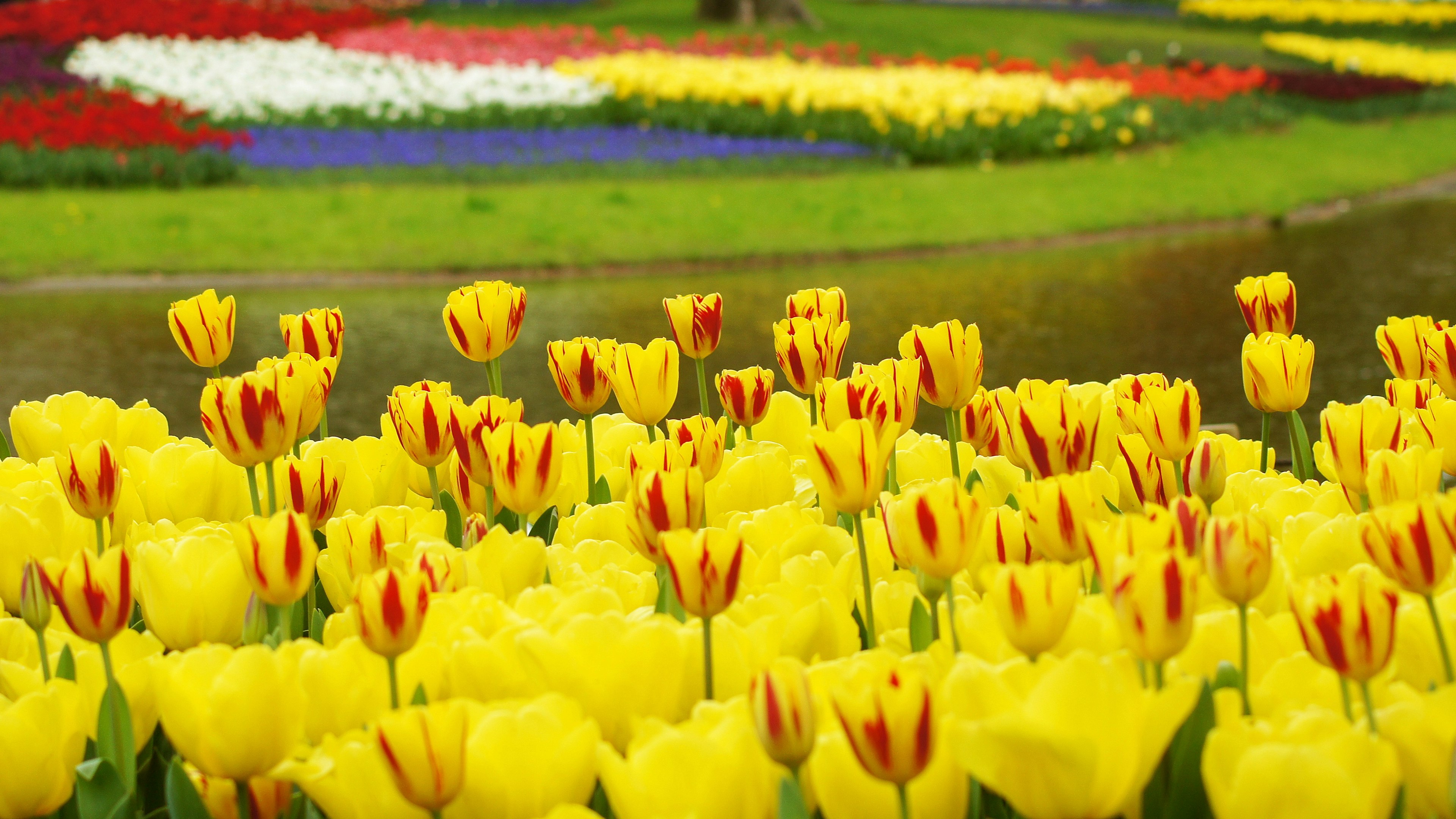 ทิวลิปสีเหลืองสดใสเบ่งบานในสวนดอกไม้ที่มีสีสัน