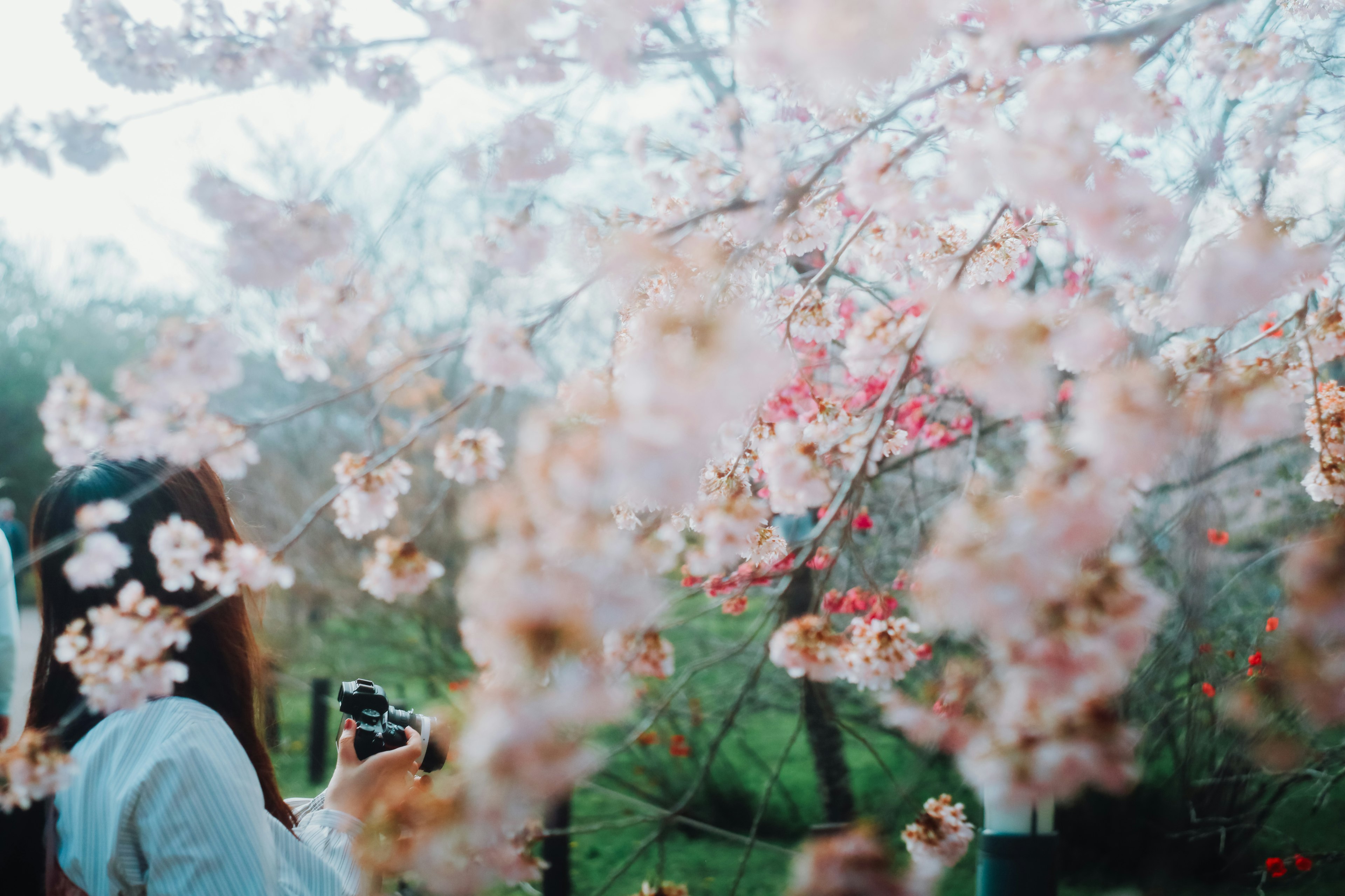 桜の花の中でカメラを持つ女性の後ろ姿