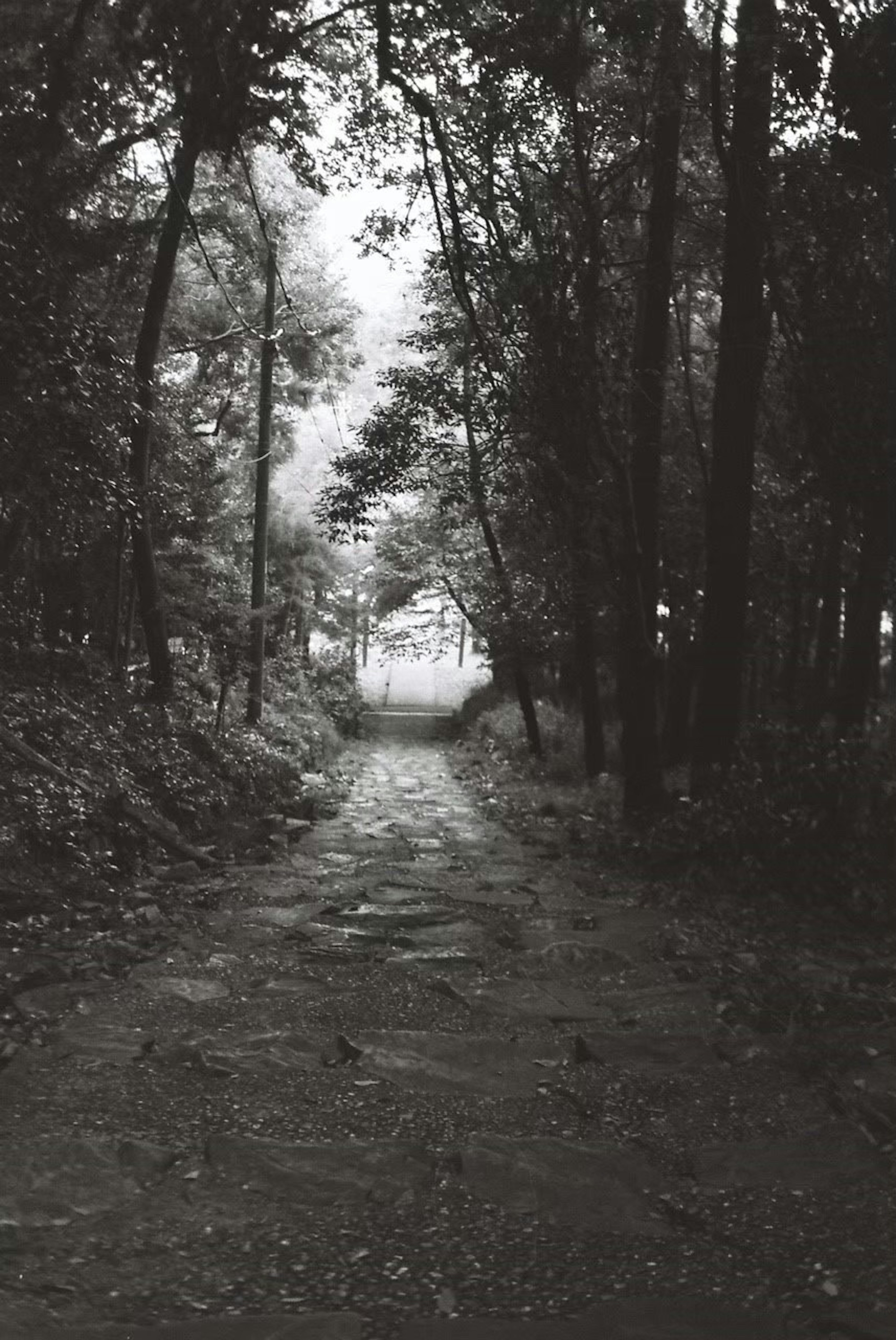 A foggy forest path leading into the distance