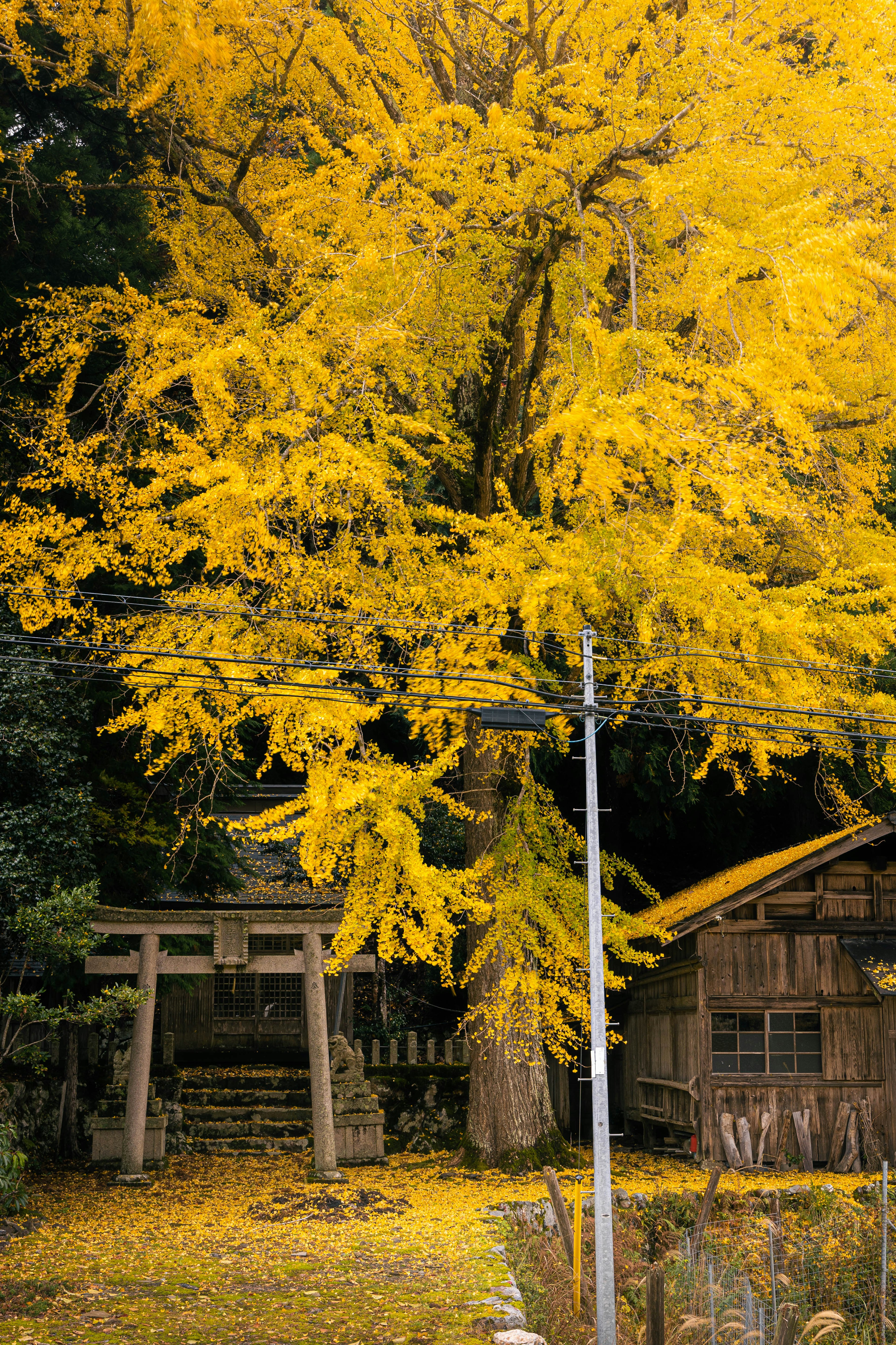 Eine Landschaft mit einem gelben Ginkgo-Baum und einem Torii