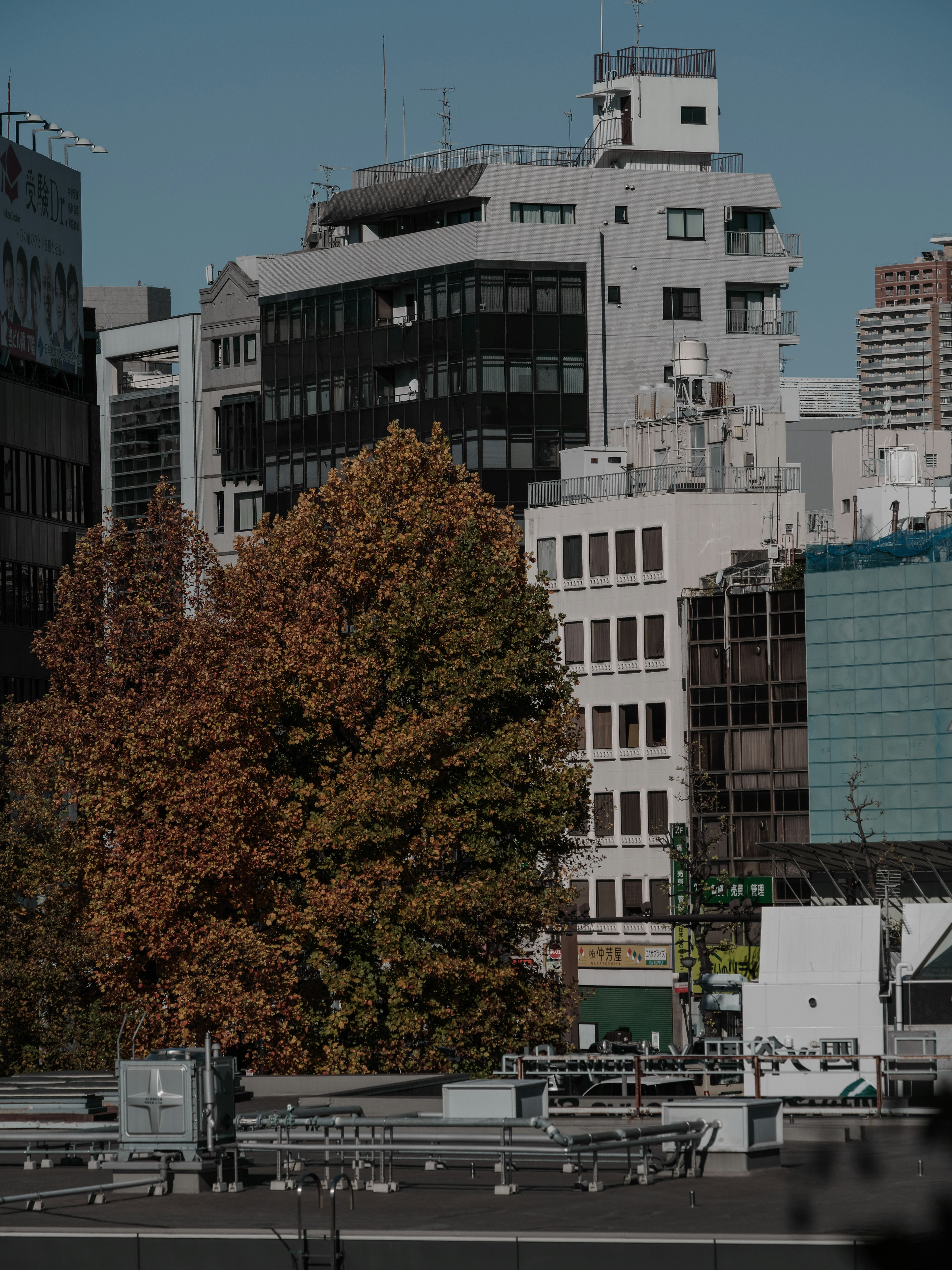 Paesaggio urbano con un albero autunnale in primo piano e edifici sullo sfondo