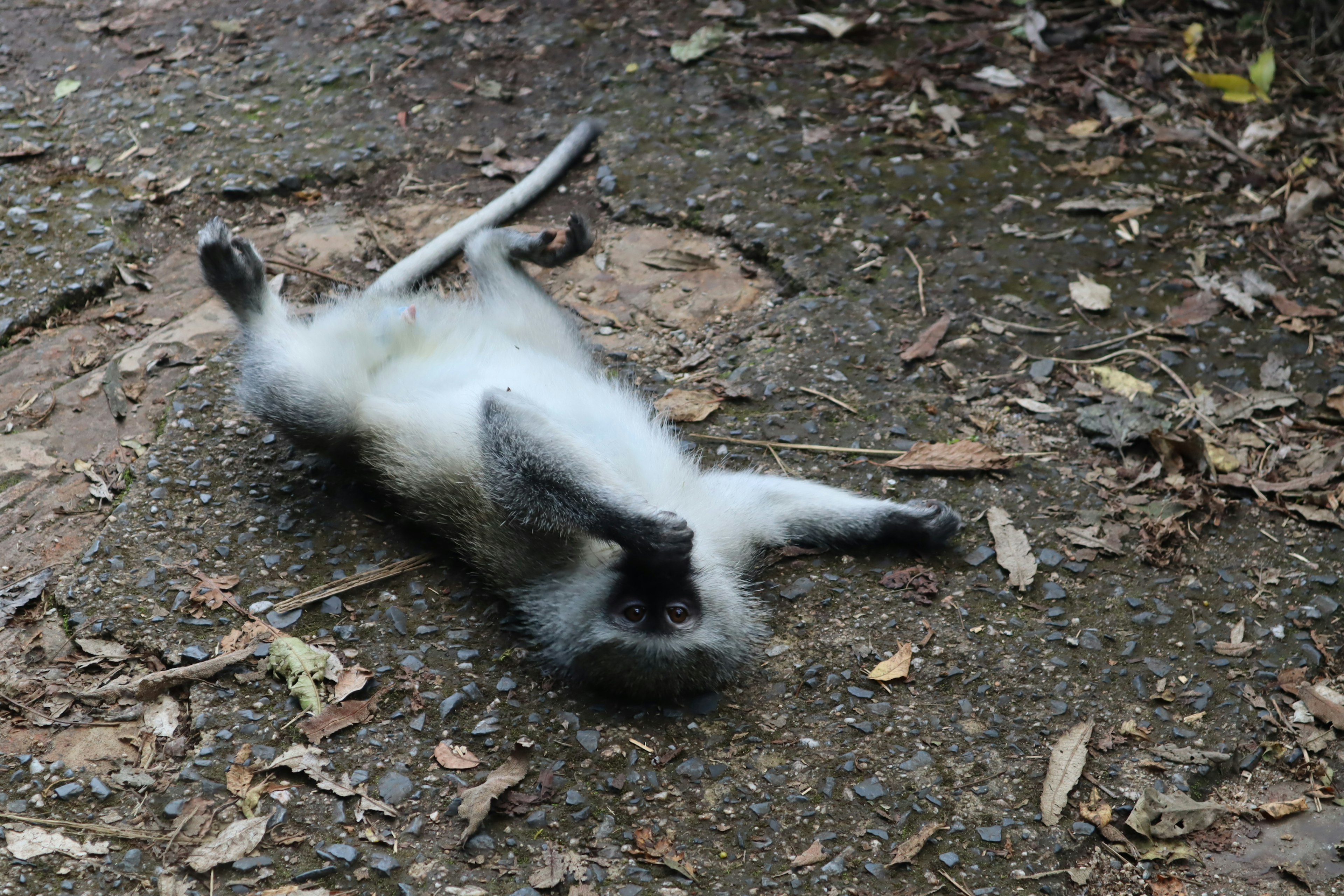 A monkey lying on the ground surrounded by leaves and dirt