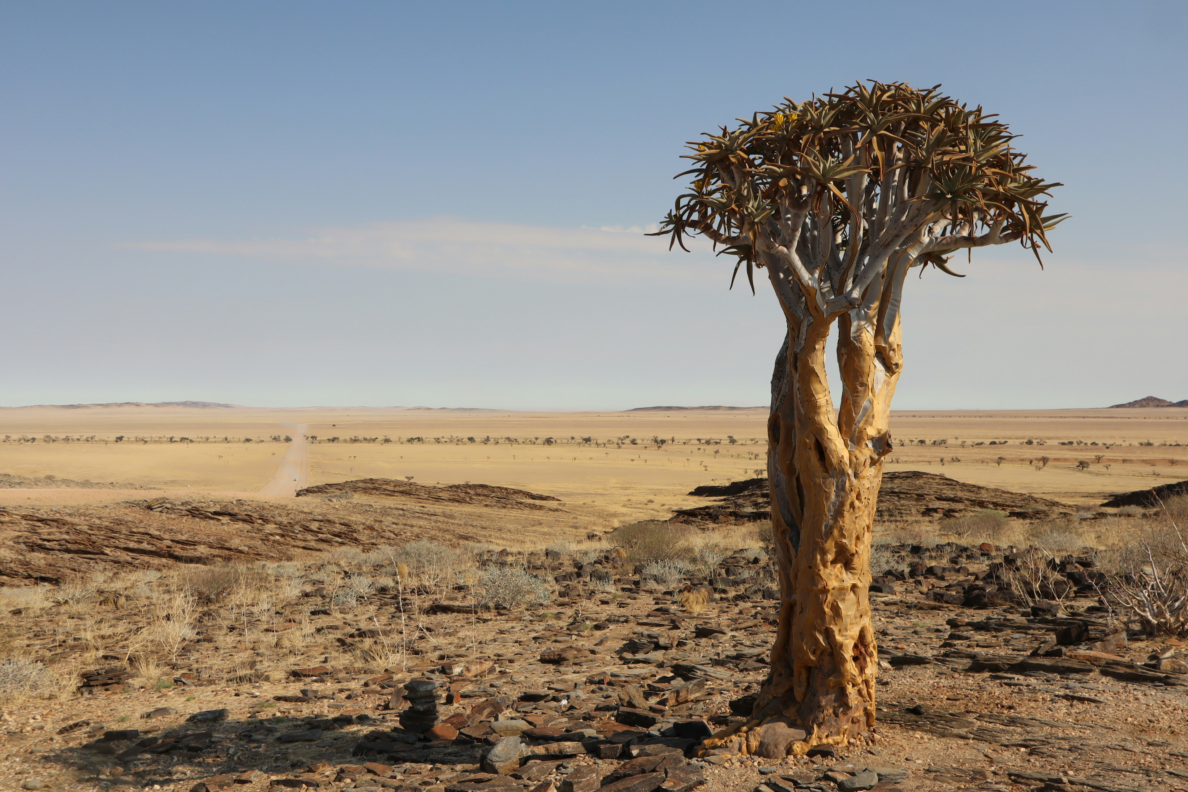 Fächerbaum in einer trockenen Landschaft