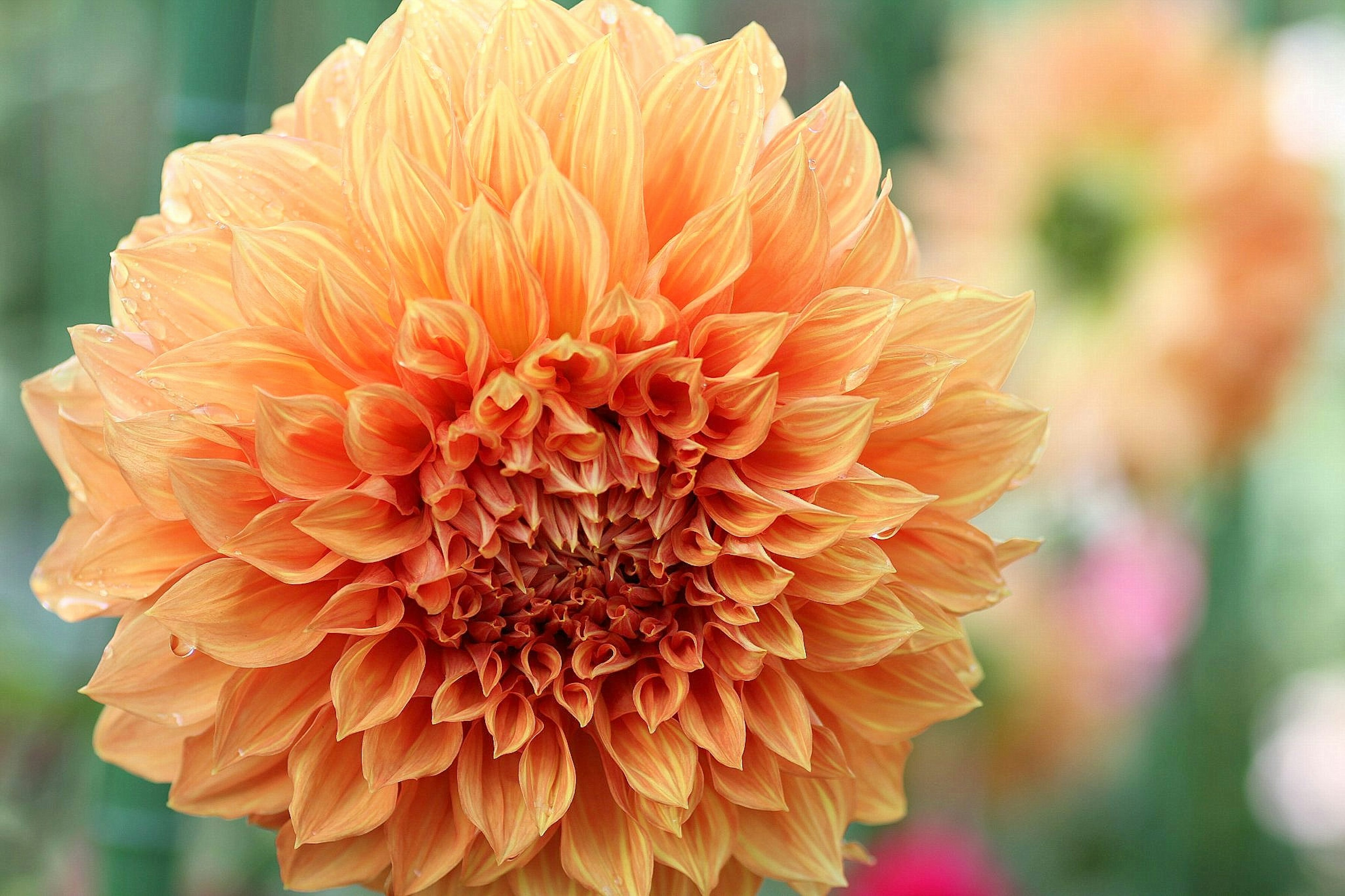 Gros plan d'une belle fleur de dahlias orange