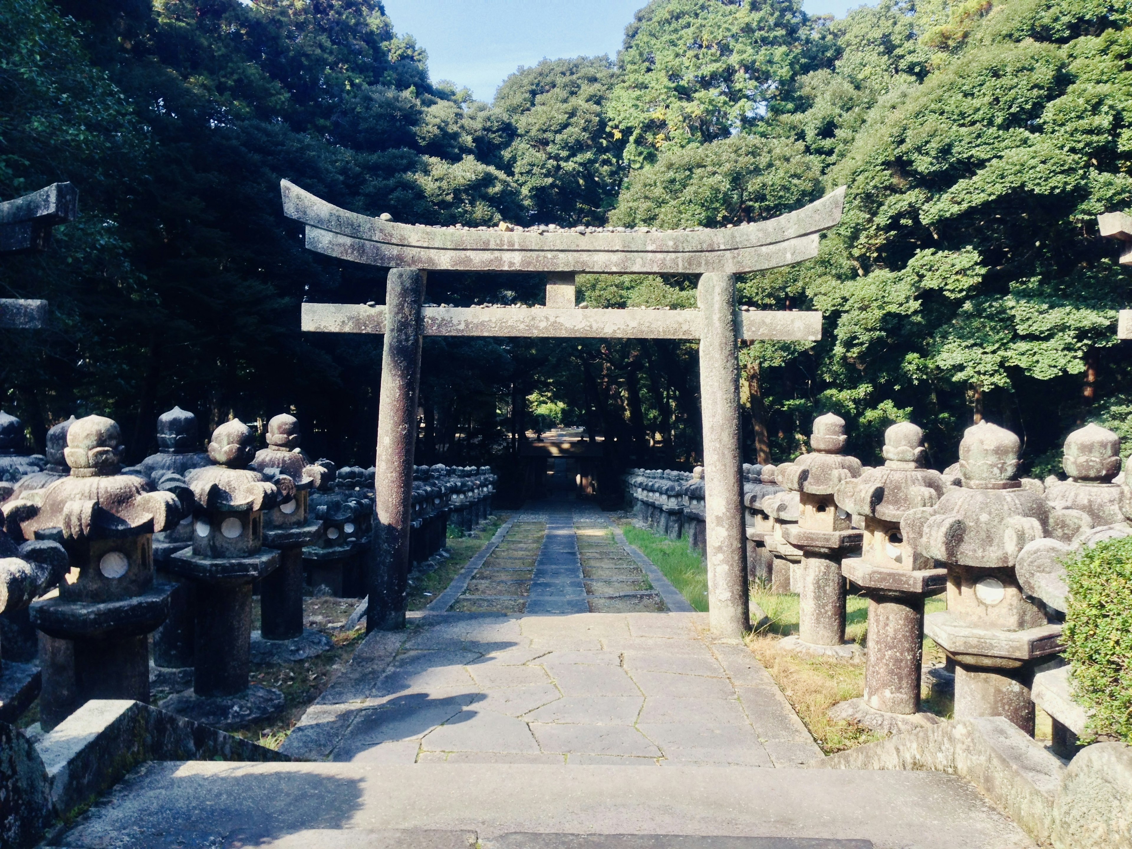 Puerta torii de pie en un camino flanqueado por linternas de piedra y vegetación exuberante