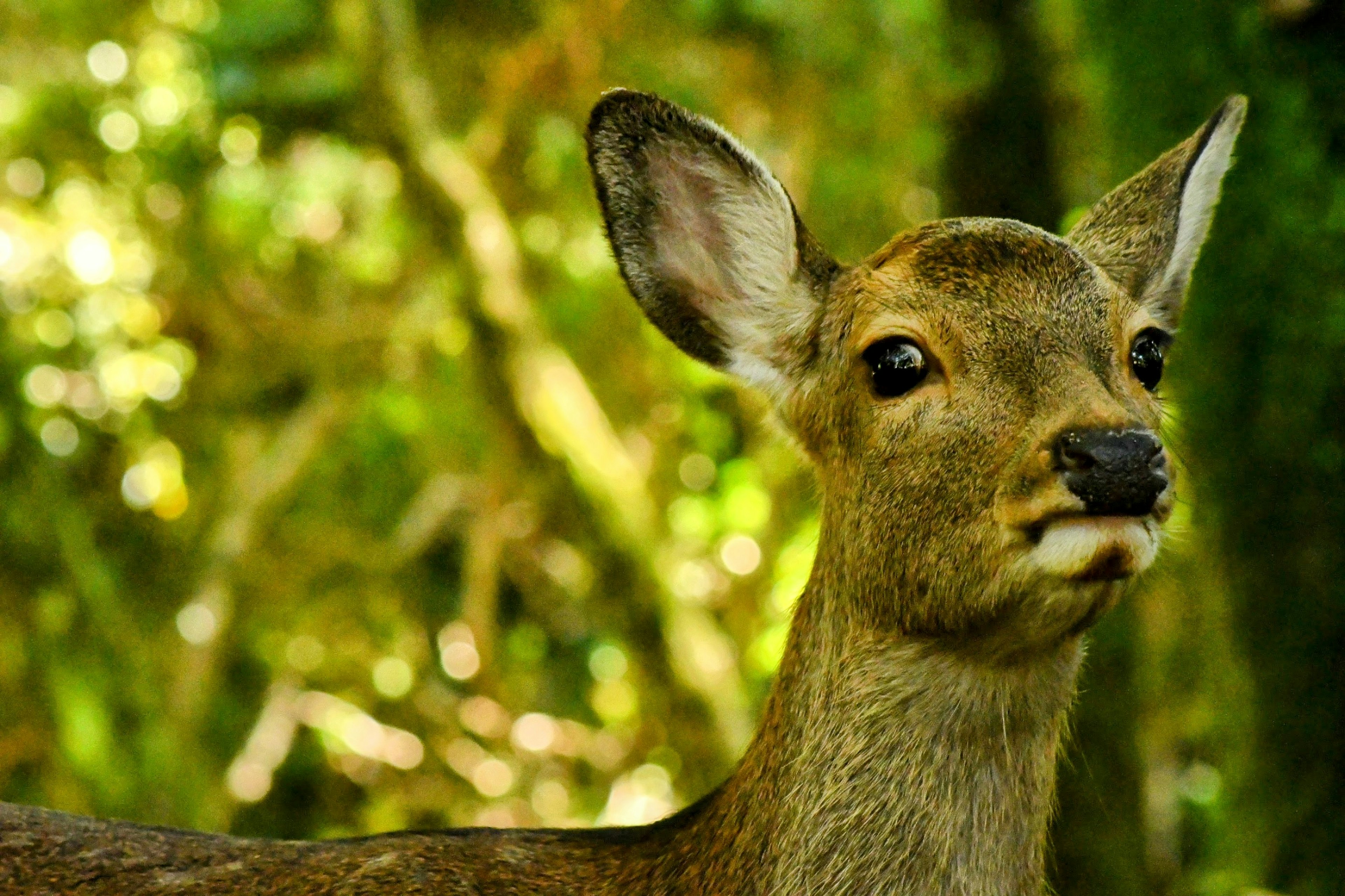 Close-up seekor rusa muda di latar belakang hijau