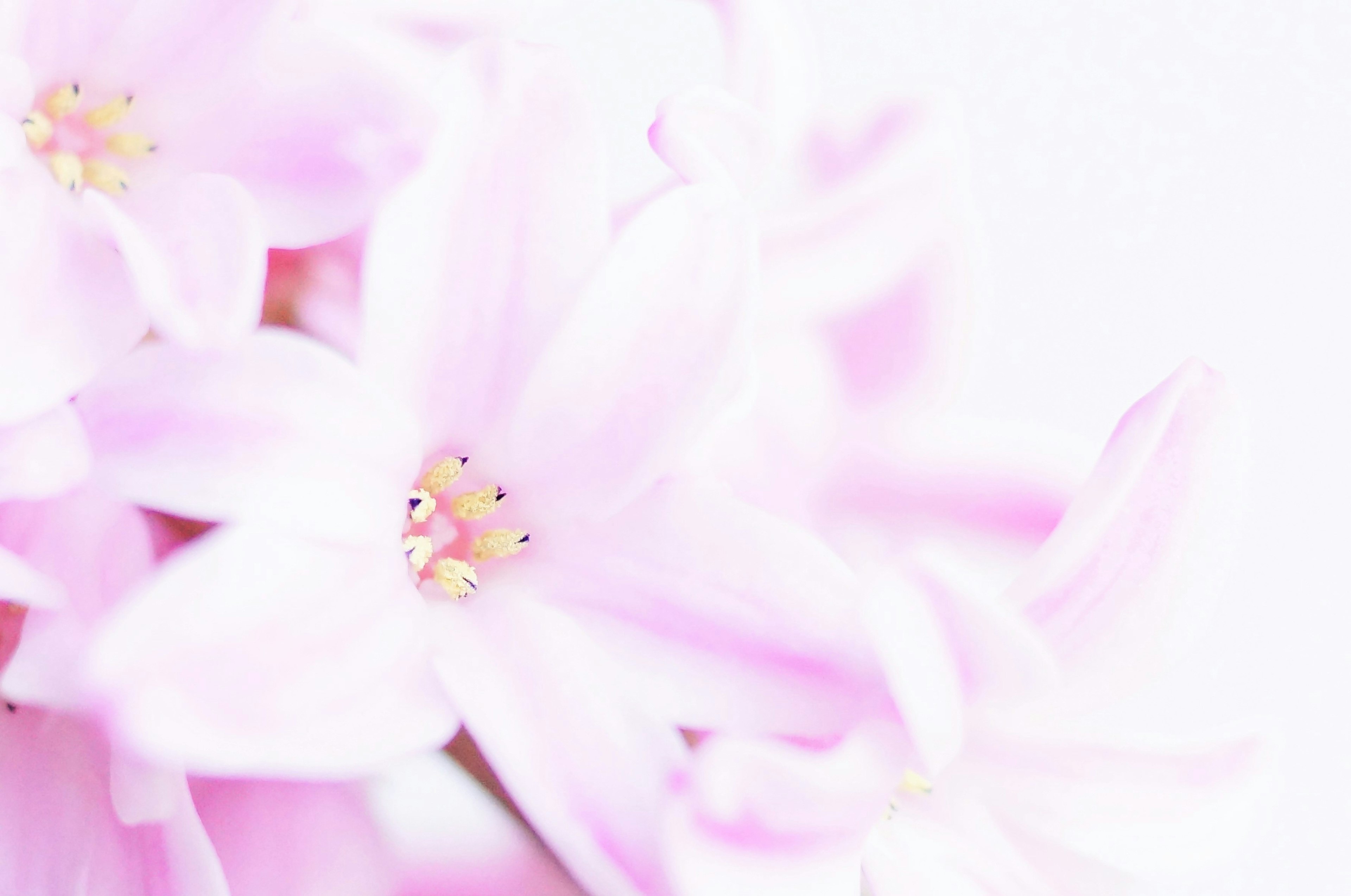 Primo piano di bellissimi fiori con petali rosa chiaro