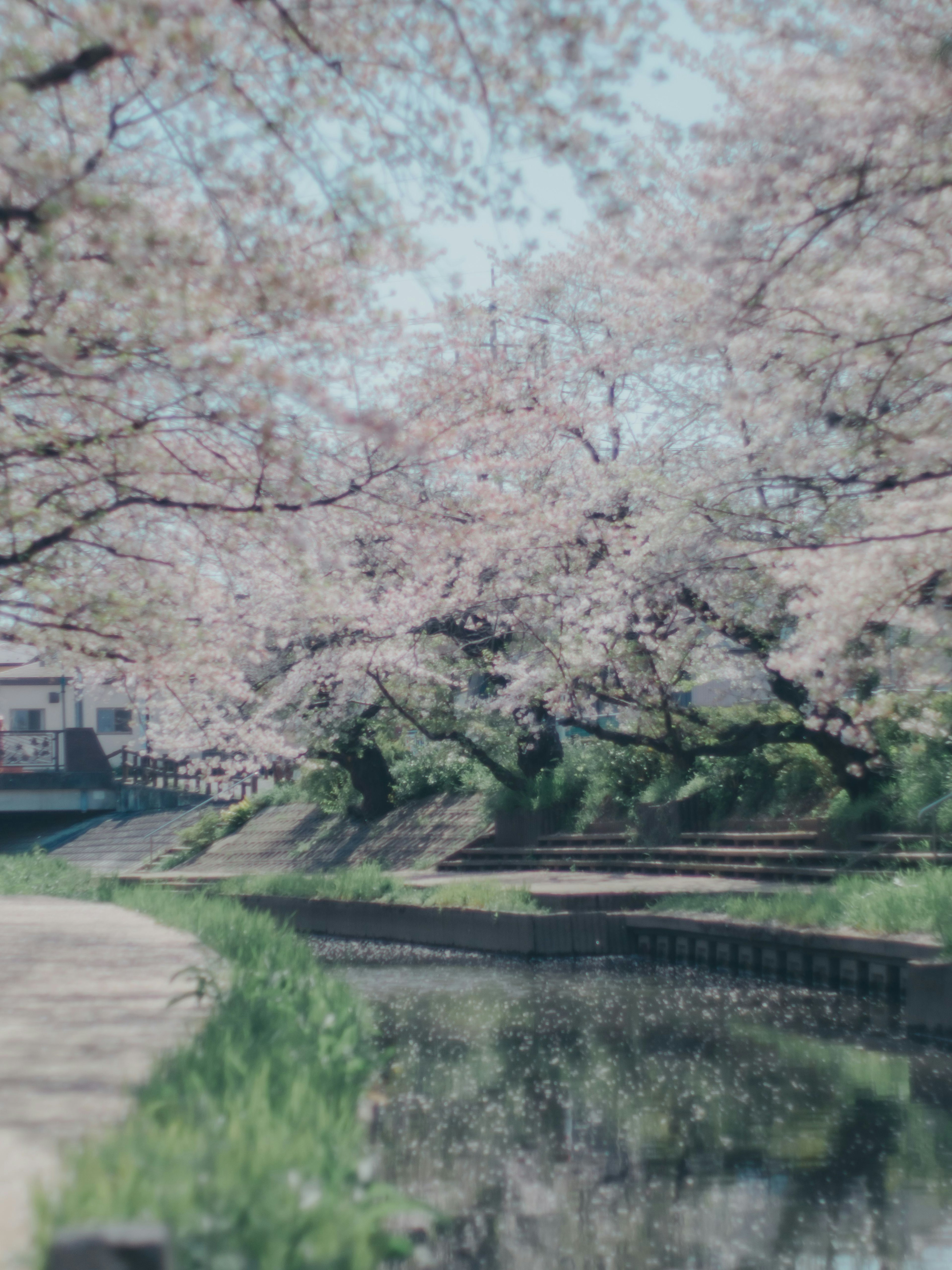 樱花树沿河的风景 绿色草地和宁静水面