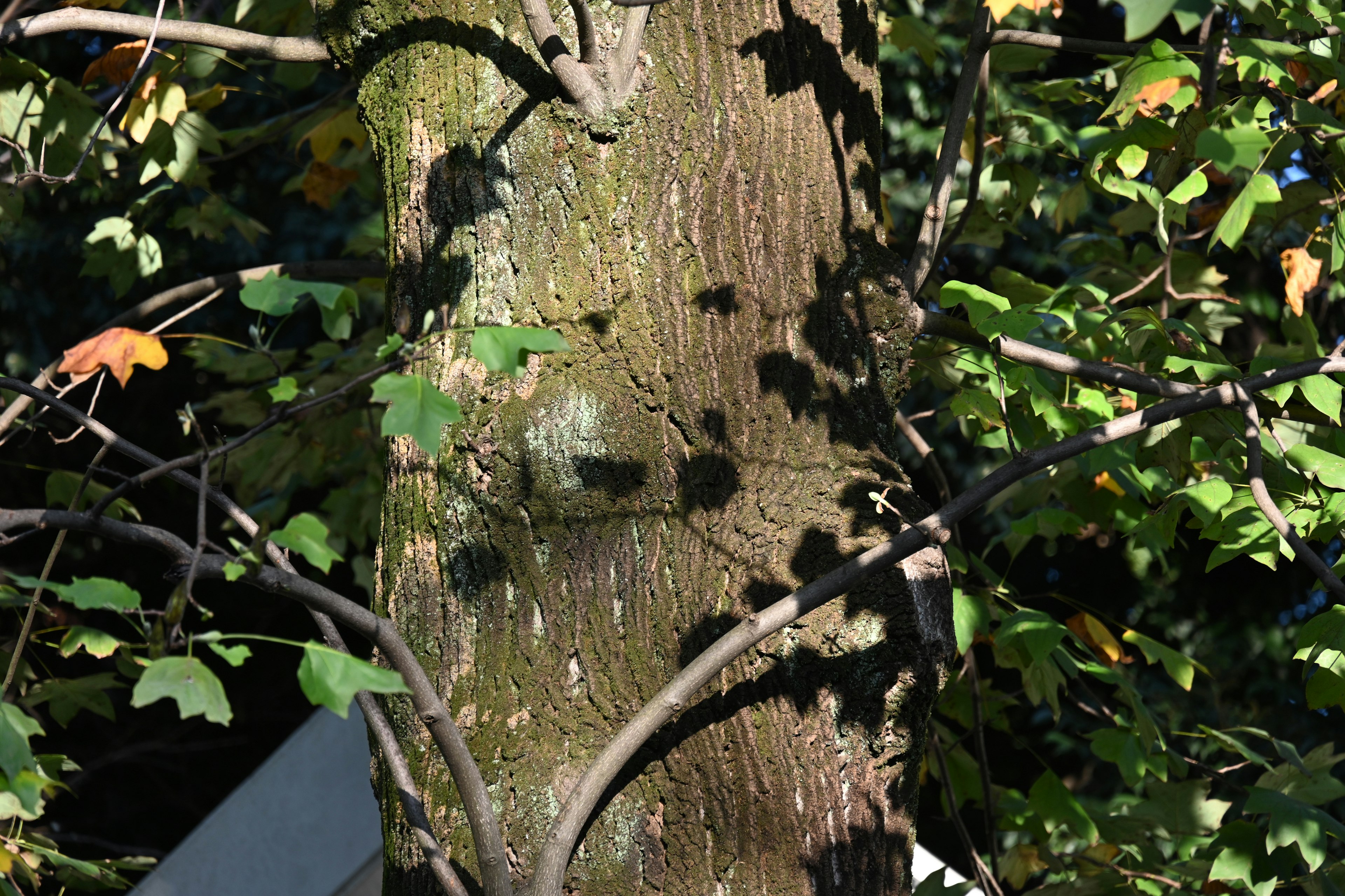 Tree trunk with green leaves in a natural setting