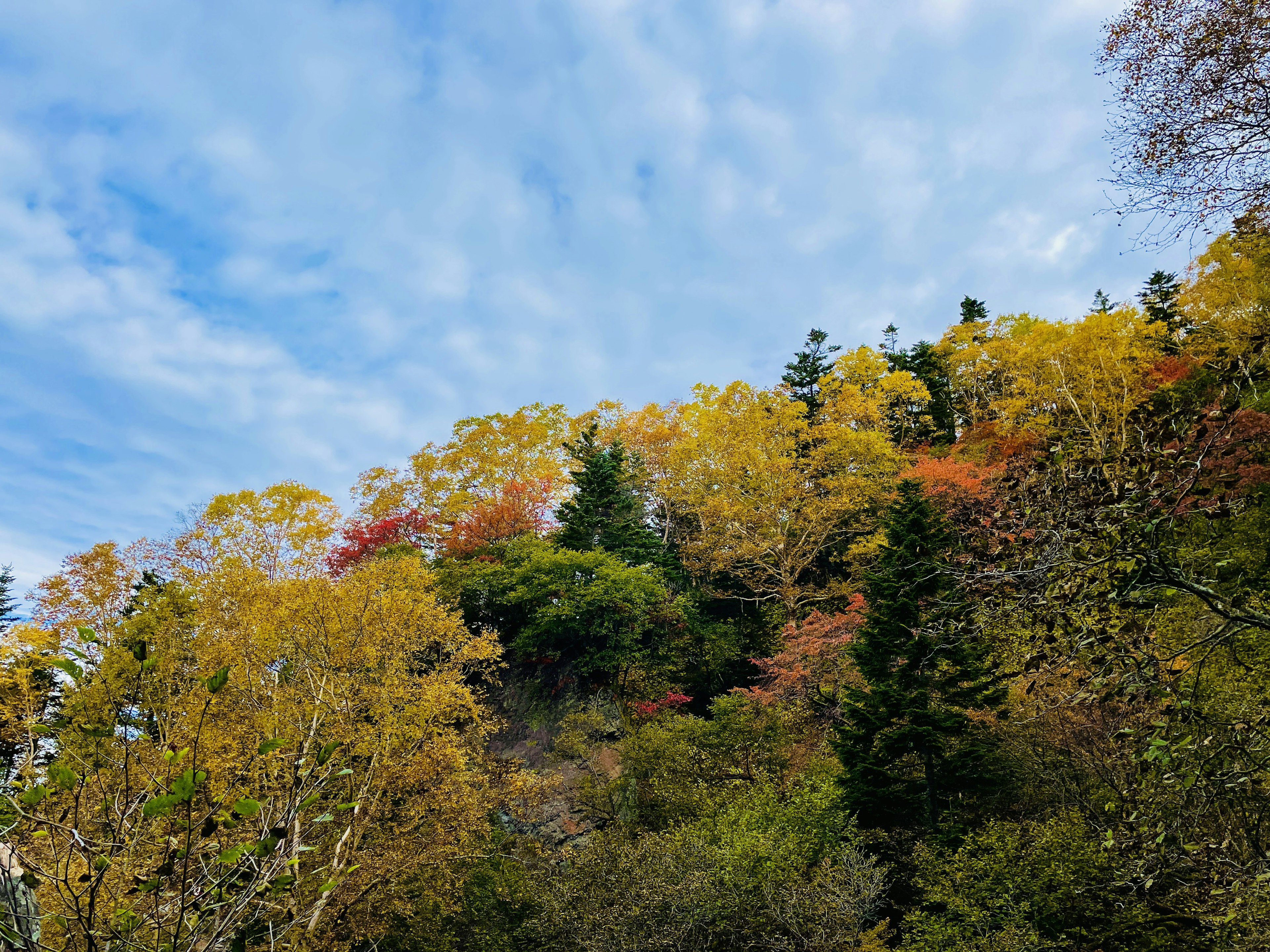 Foliage autunnale vibrante in una foresta con cielo blu e nuvole sparse